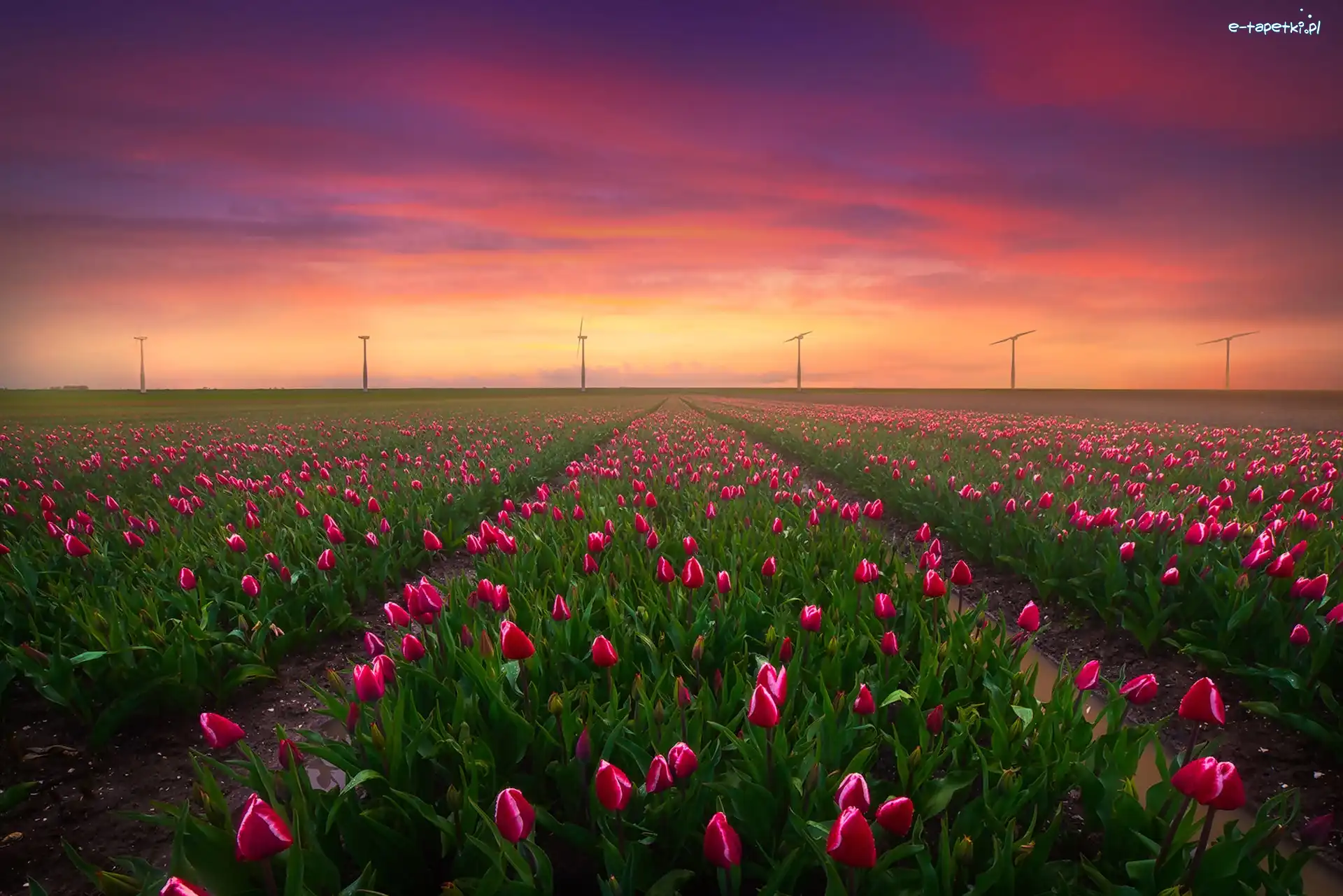 Wiatraki, Pole, Tulipany, Zachód słońca, Keukenhof, Holandia
