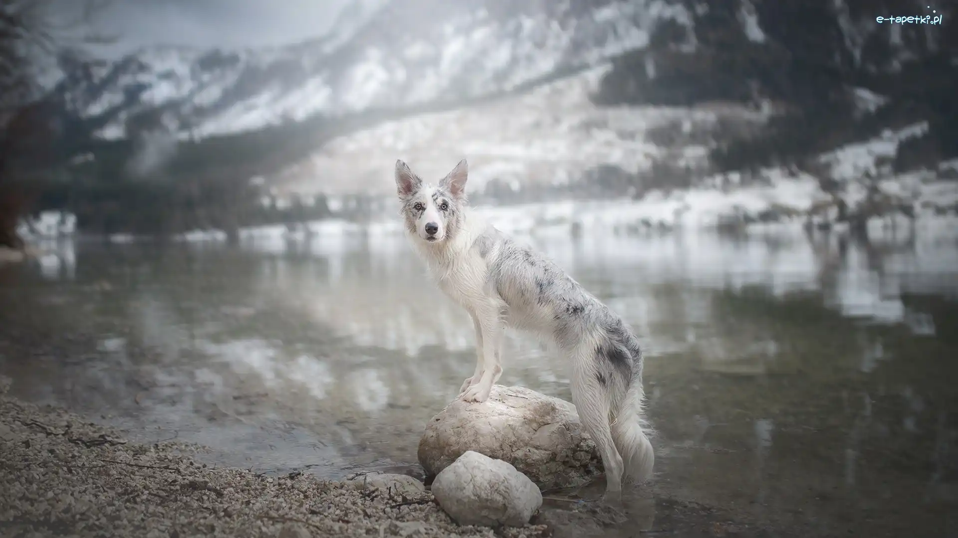Border collie, Kamienie, Woda, Pies