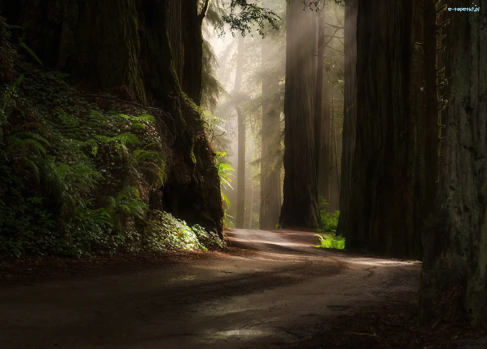 Droga, Park Narodowy Redwood, Las, Stan Kalifornia, Stany Zjednoczone, Sekwoje, Drzewa