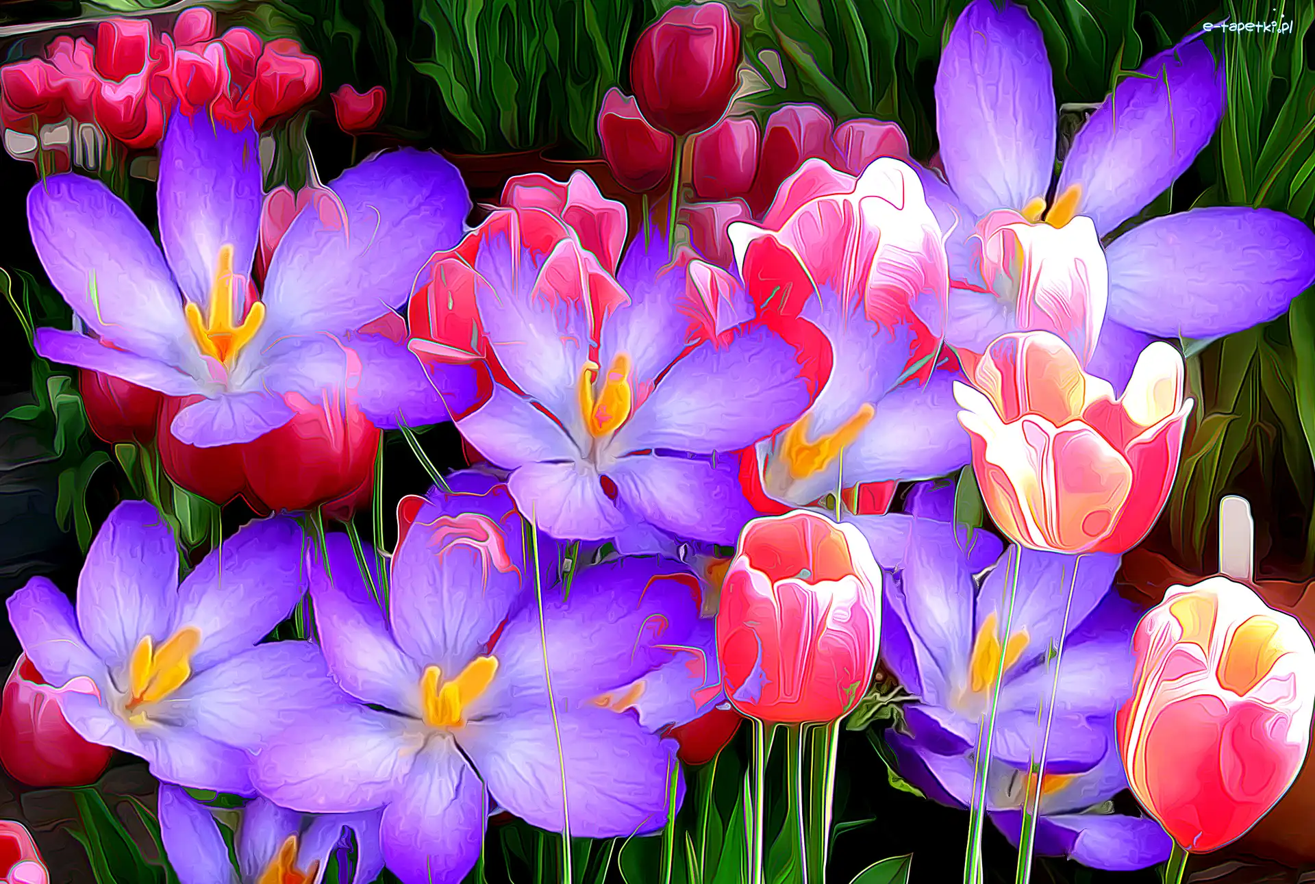 Krokusy, Fractalius, Tulipany, Kwiaty