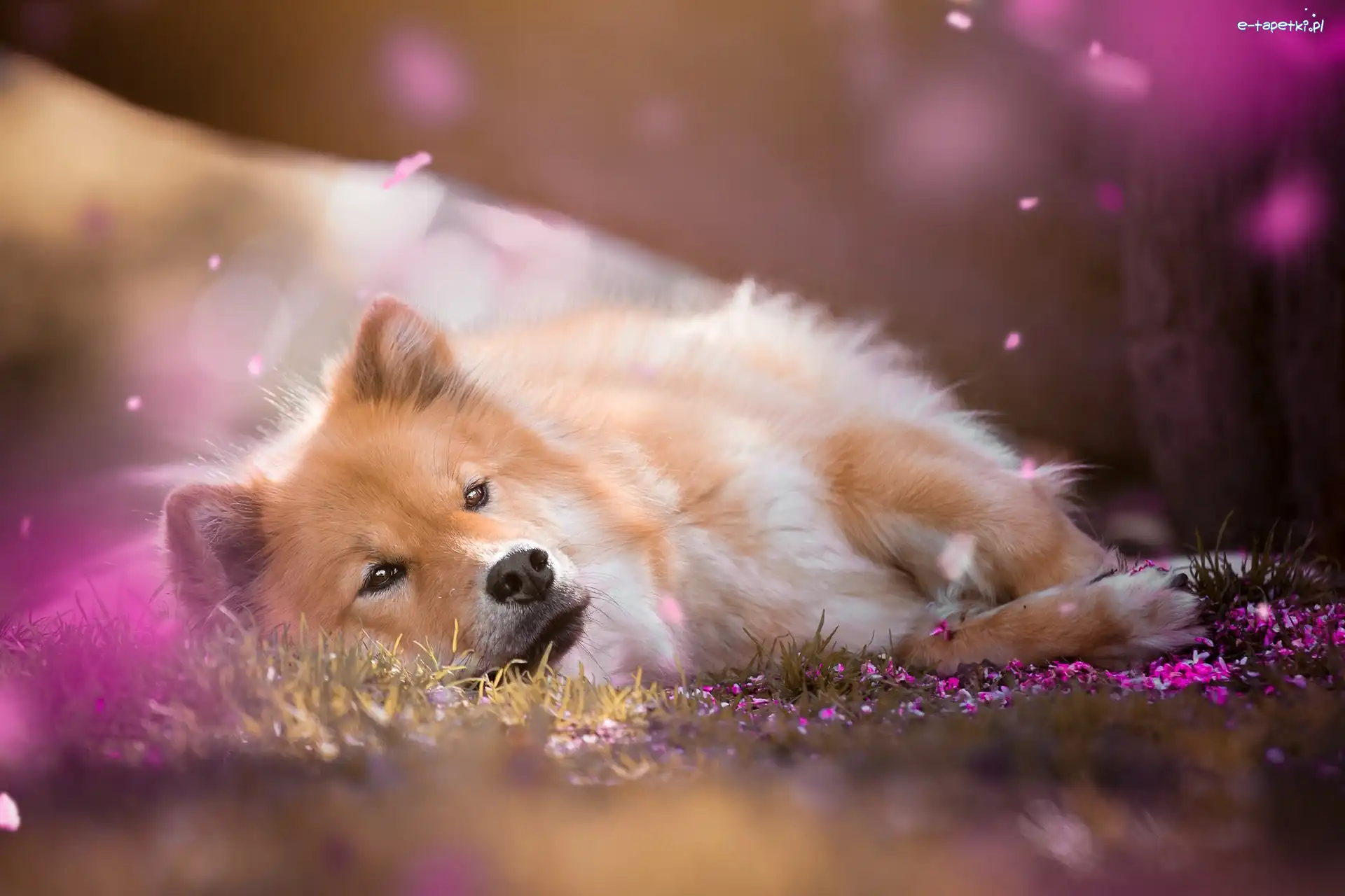 Szpic eurasier, Pies