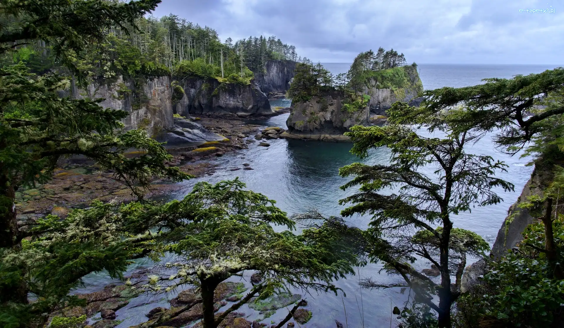Przylądek Cape Flattery, Stan Waszyngton, Drzewa, Brzeg, Półwysep Olimpijski, Skały, Morze, Stany Zjednoczone