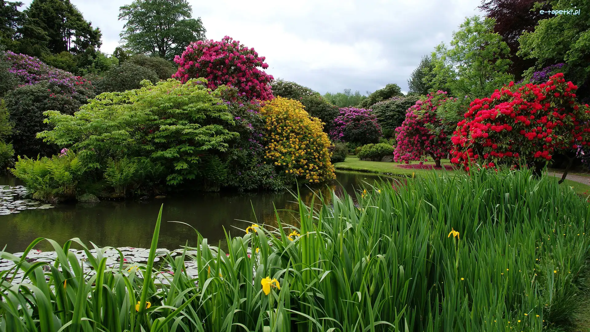 Ogród Biddulph Grange, Biddulph, Kwiaty, Staw, Park, Rośliny, Drzewa, Anglia