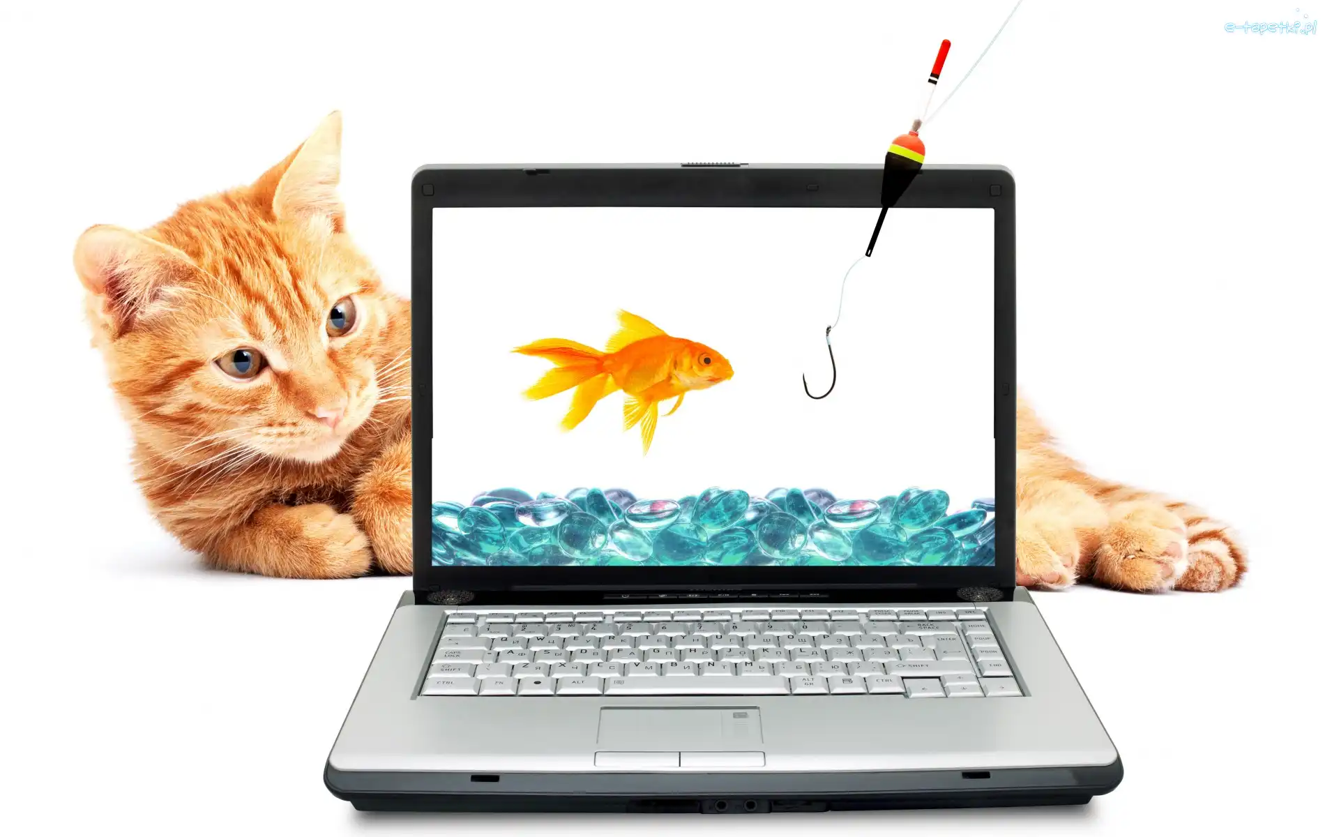 Haczyk, Rudy, Laptop, Kot, Śmieszne, Wędka, Rybka