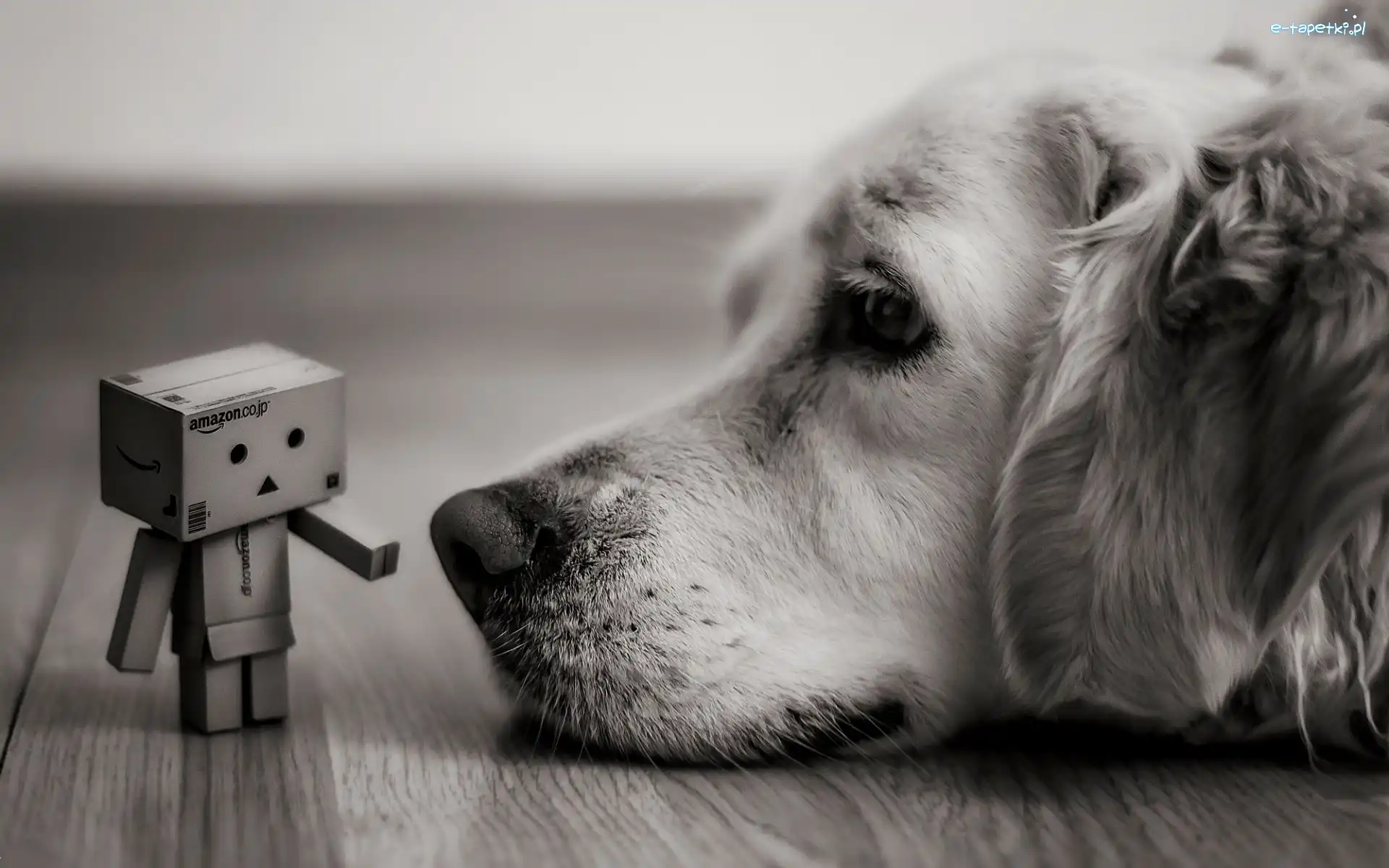 Tło rozmyte, Pies, Golden retriever, Czarno-białe, Ludzik kartonowy, Danbo
