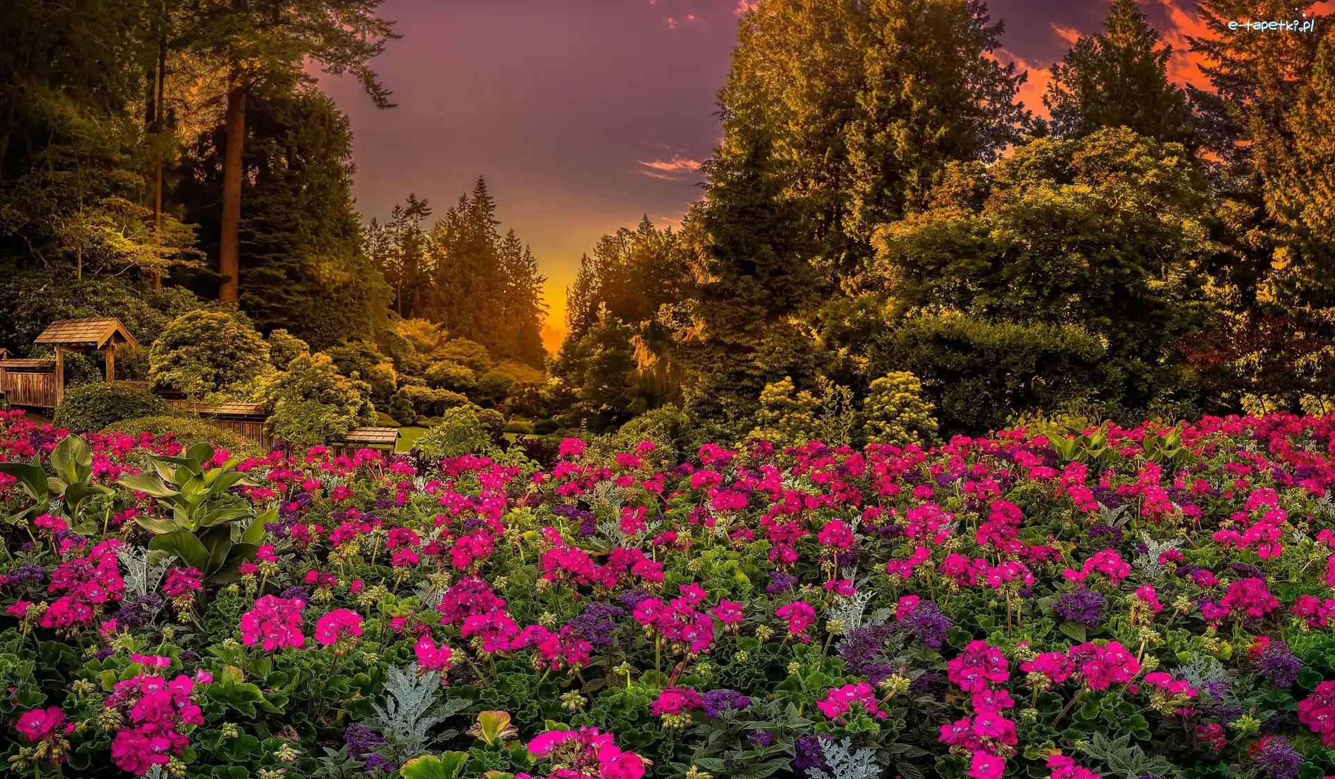 Butchart Gardens, Ogród, Brentwood Bay, Kolumbia Brytyjska, Kanada, Zachód słońca, Drzewa, Park, Kwiaty