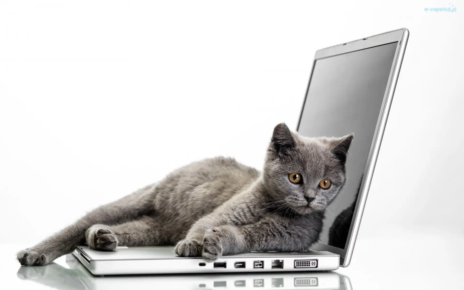 Laptop, Kot brytyjski
