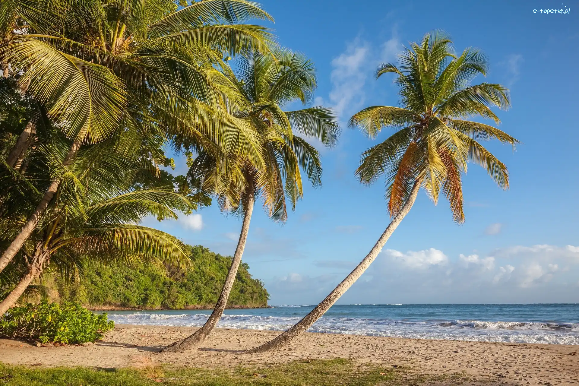 Wyspa, Morze Karaibskie, Palmy, Tropiki, Plaża La Sagesse, Grenada