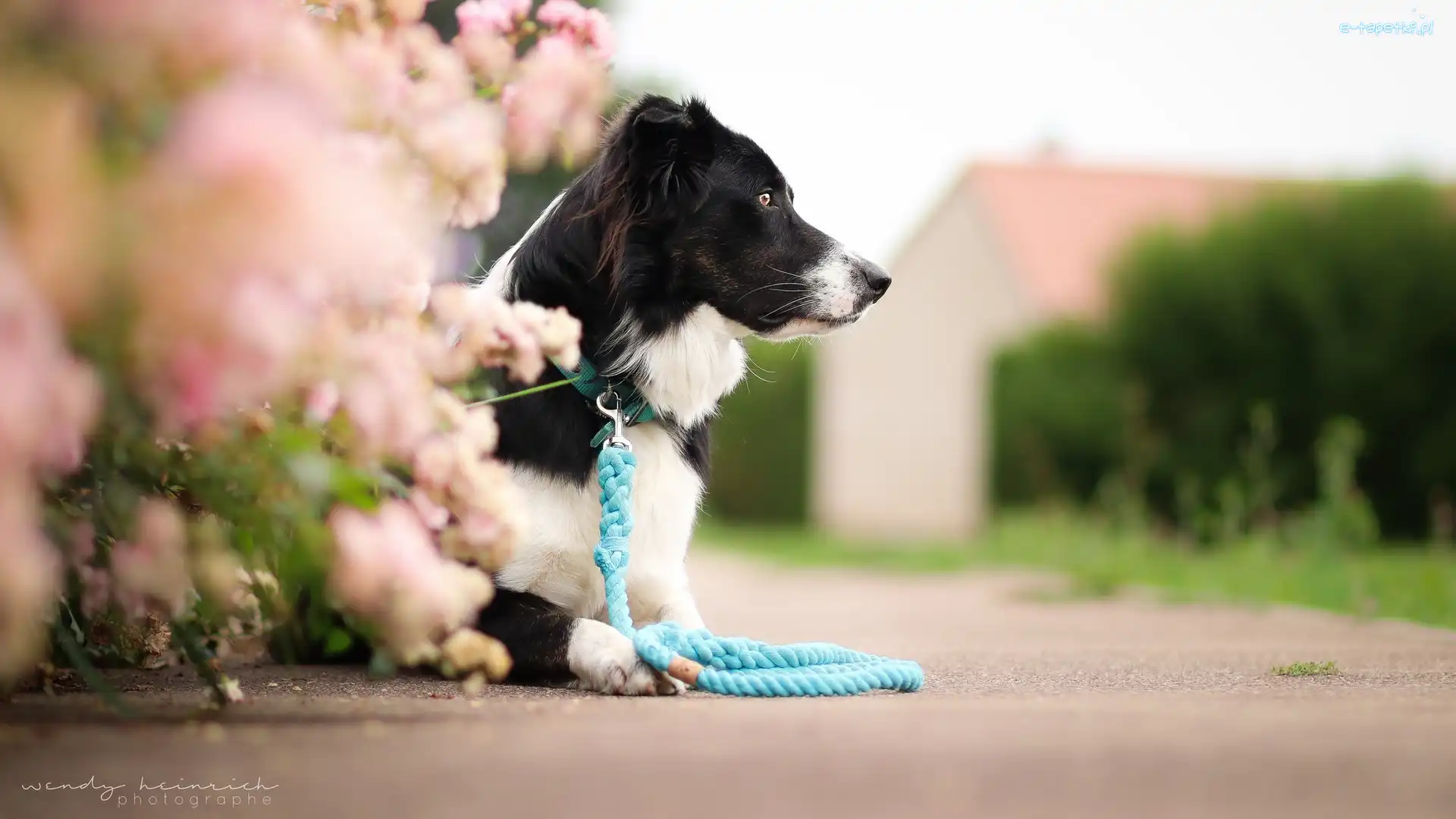 Pies, Smycz, Border collie, Droga, Kwiaty