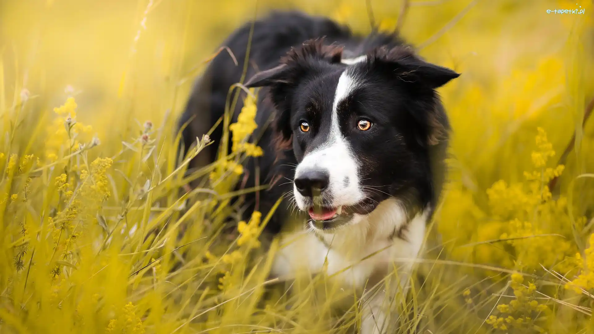 Border collie, Pies, Łąka