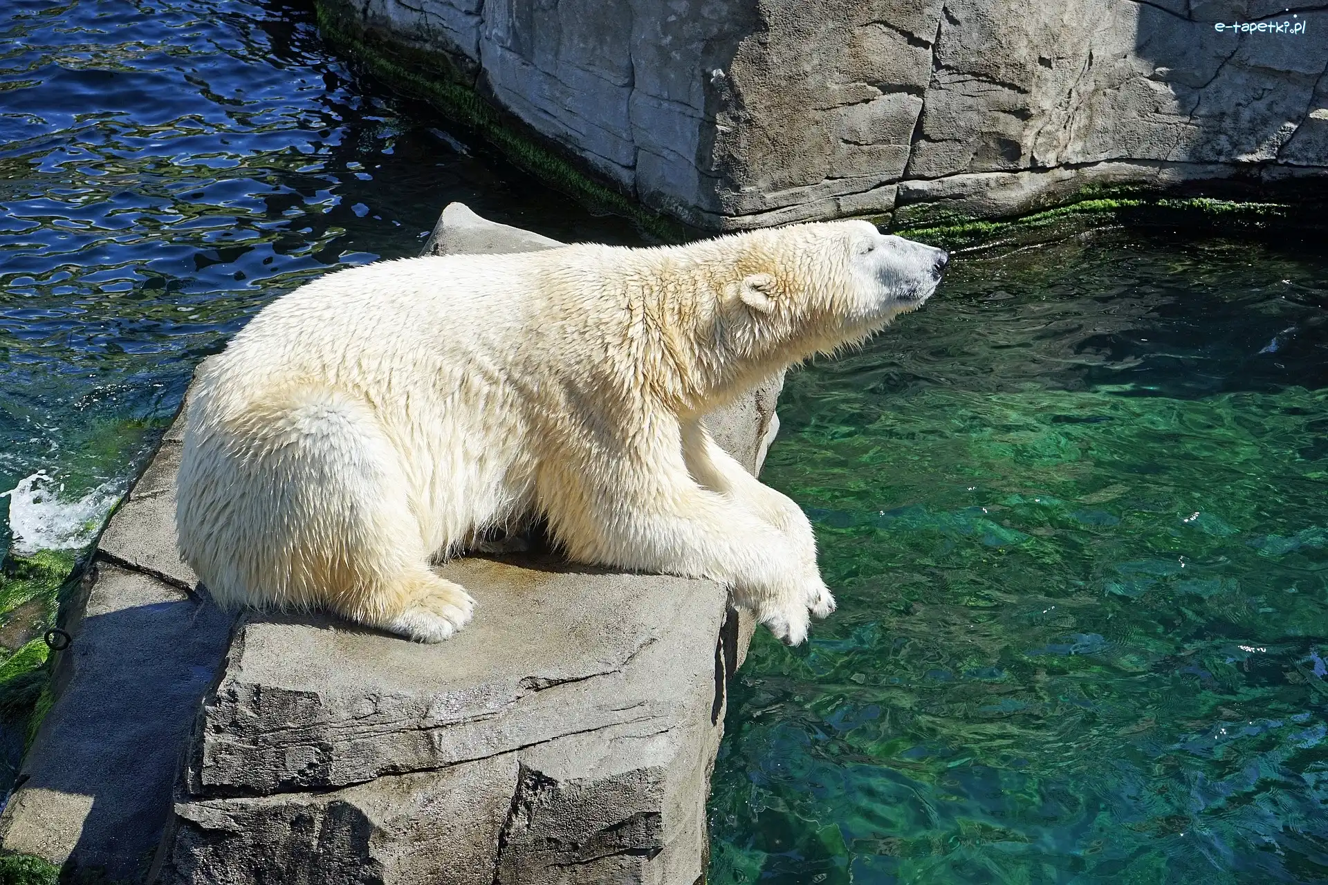 Skała, Niedźwiedź polarny