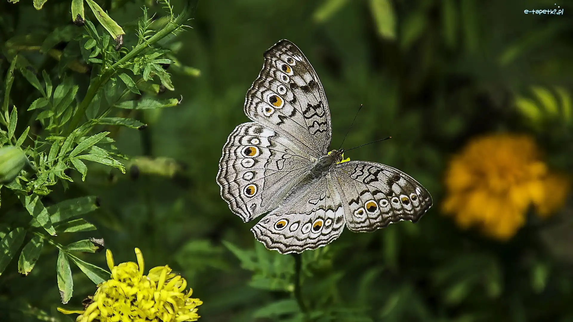 Motyl, Szary