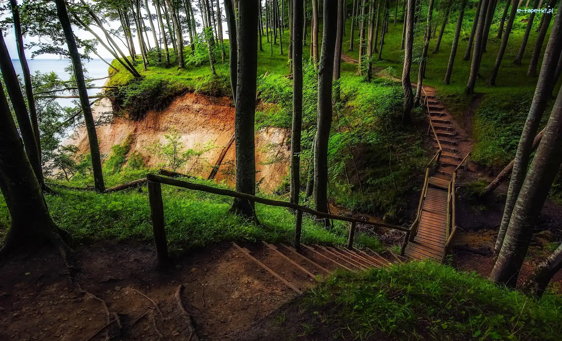 Schody, Park Narodowy Jasmund, Wzgórza Stubnitz, Wyspa Rugia, Niemcy, Ścieżka, Las