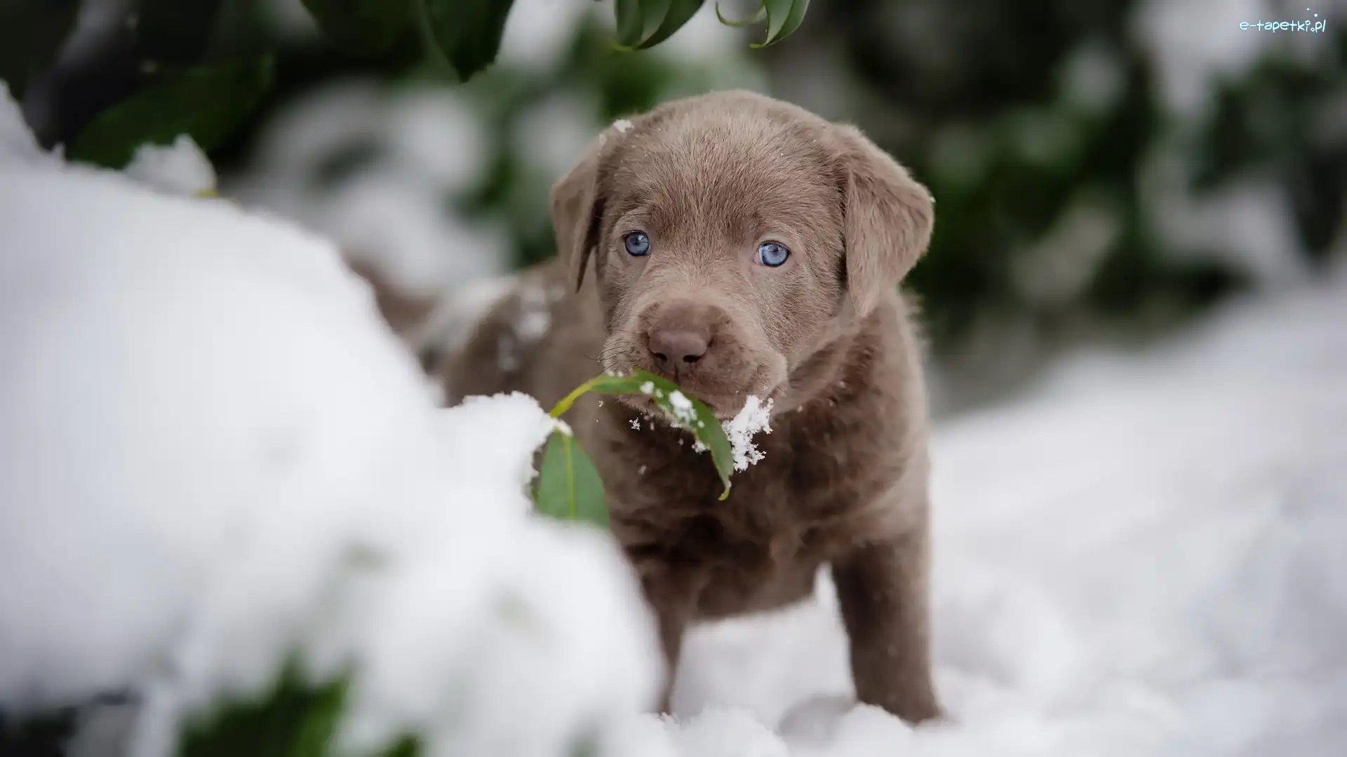 Labrador retriever, Listki, Śnieg, Szczeniak