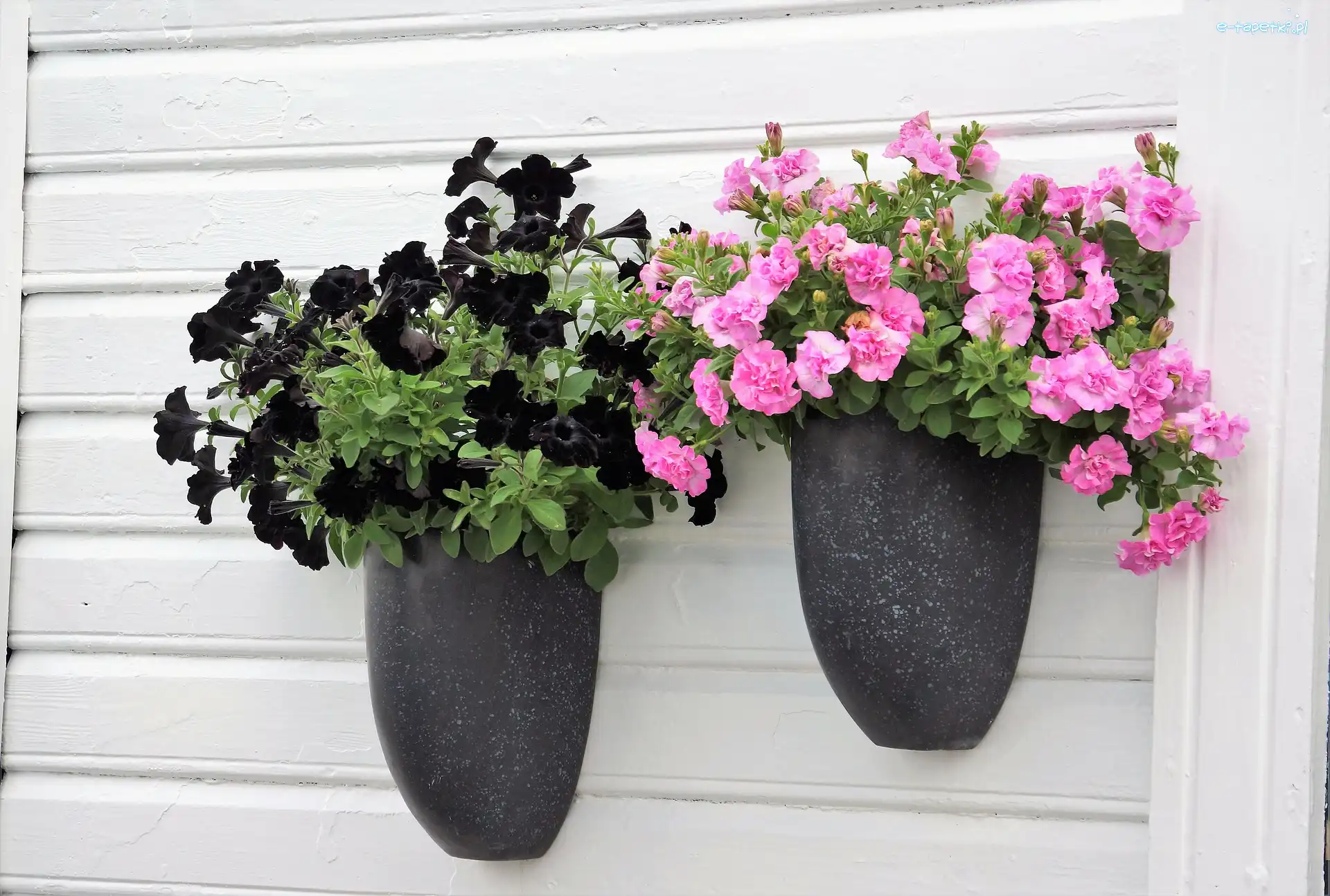 Petunia ogrodowa, Donice, Wiszące, Kwiaty
