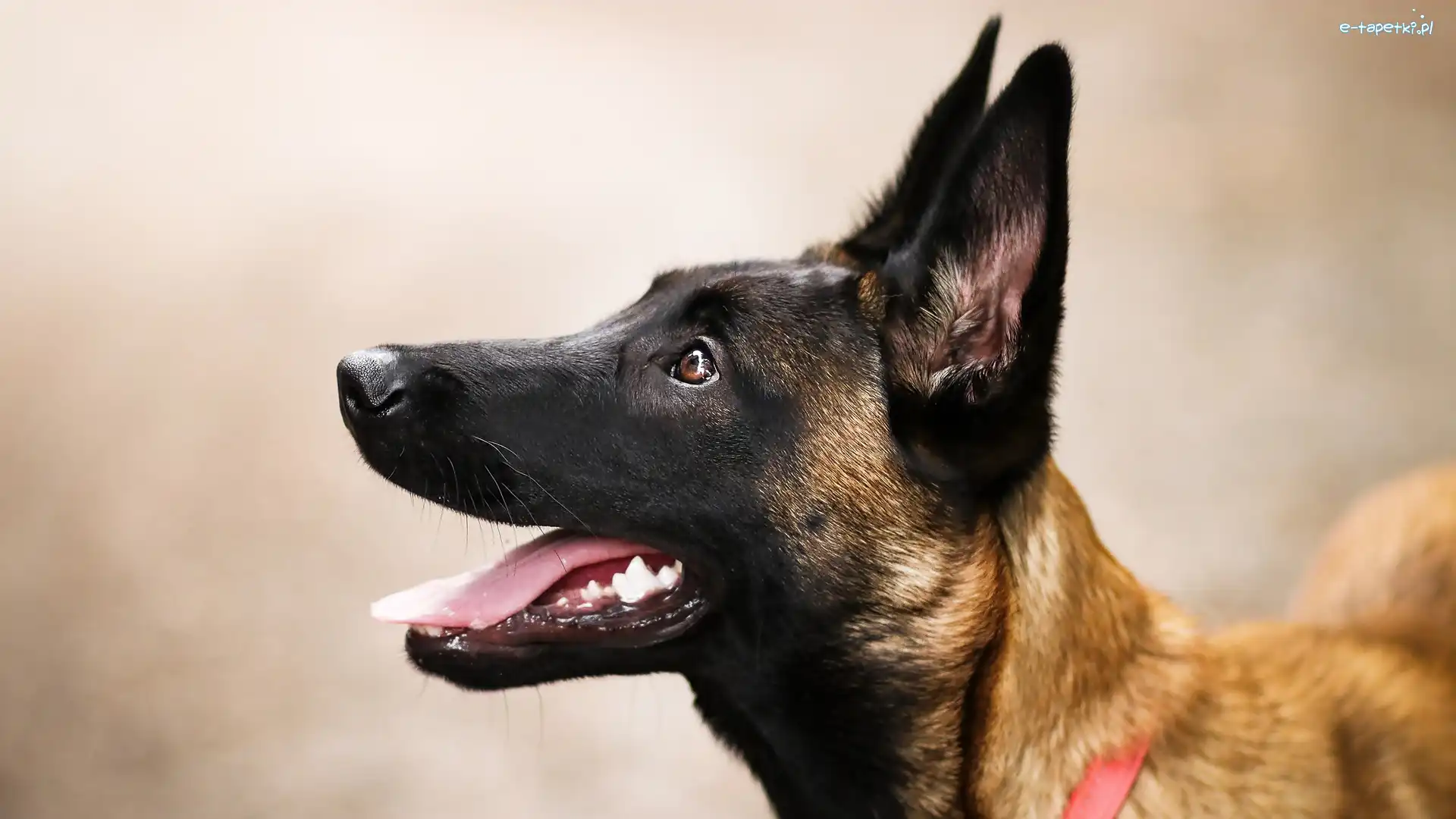 Mordka, Owczarek belgijski Malinois, Pies