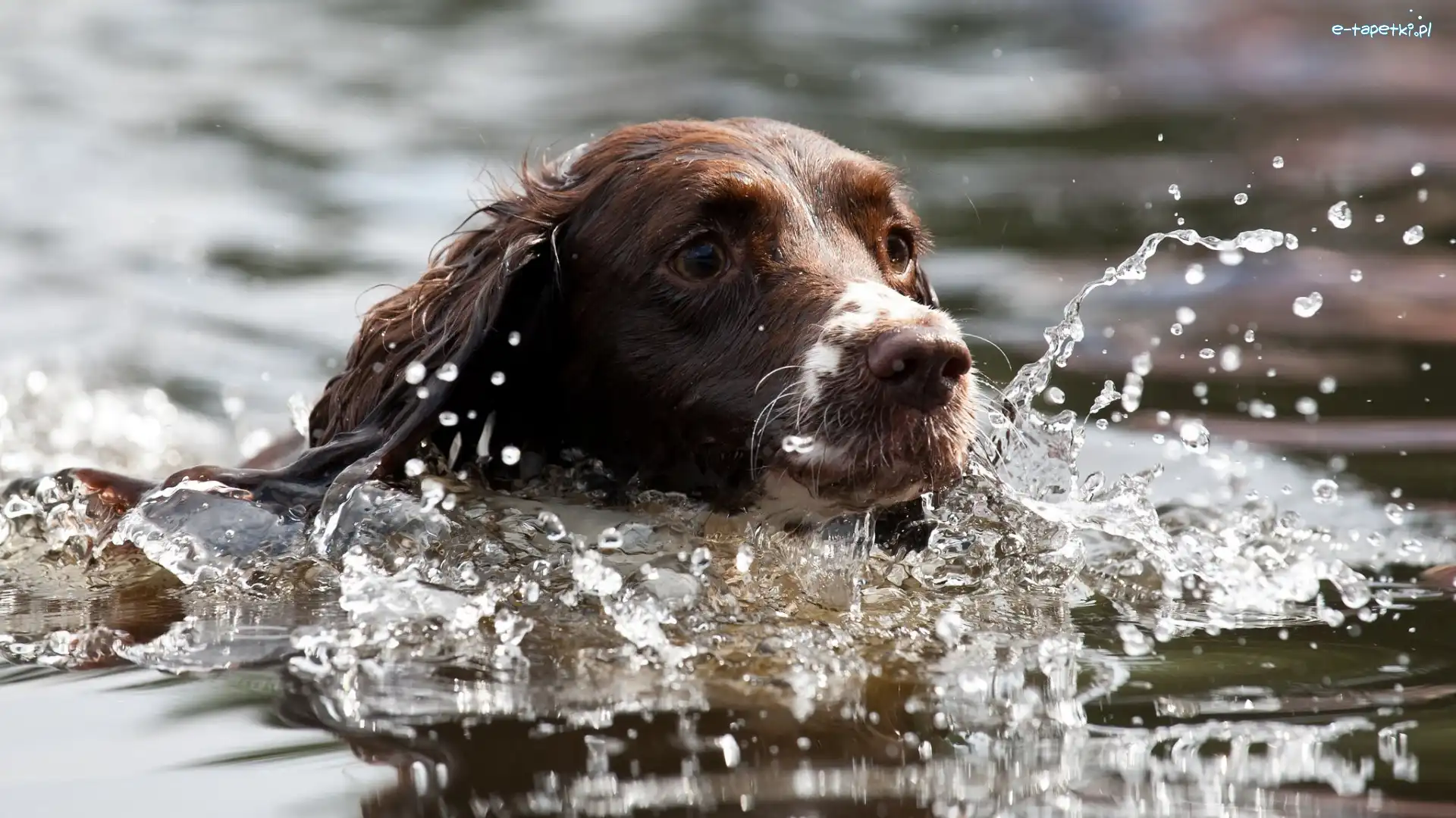 Kąpiel, Springer spaniel angielski