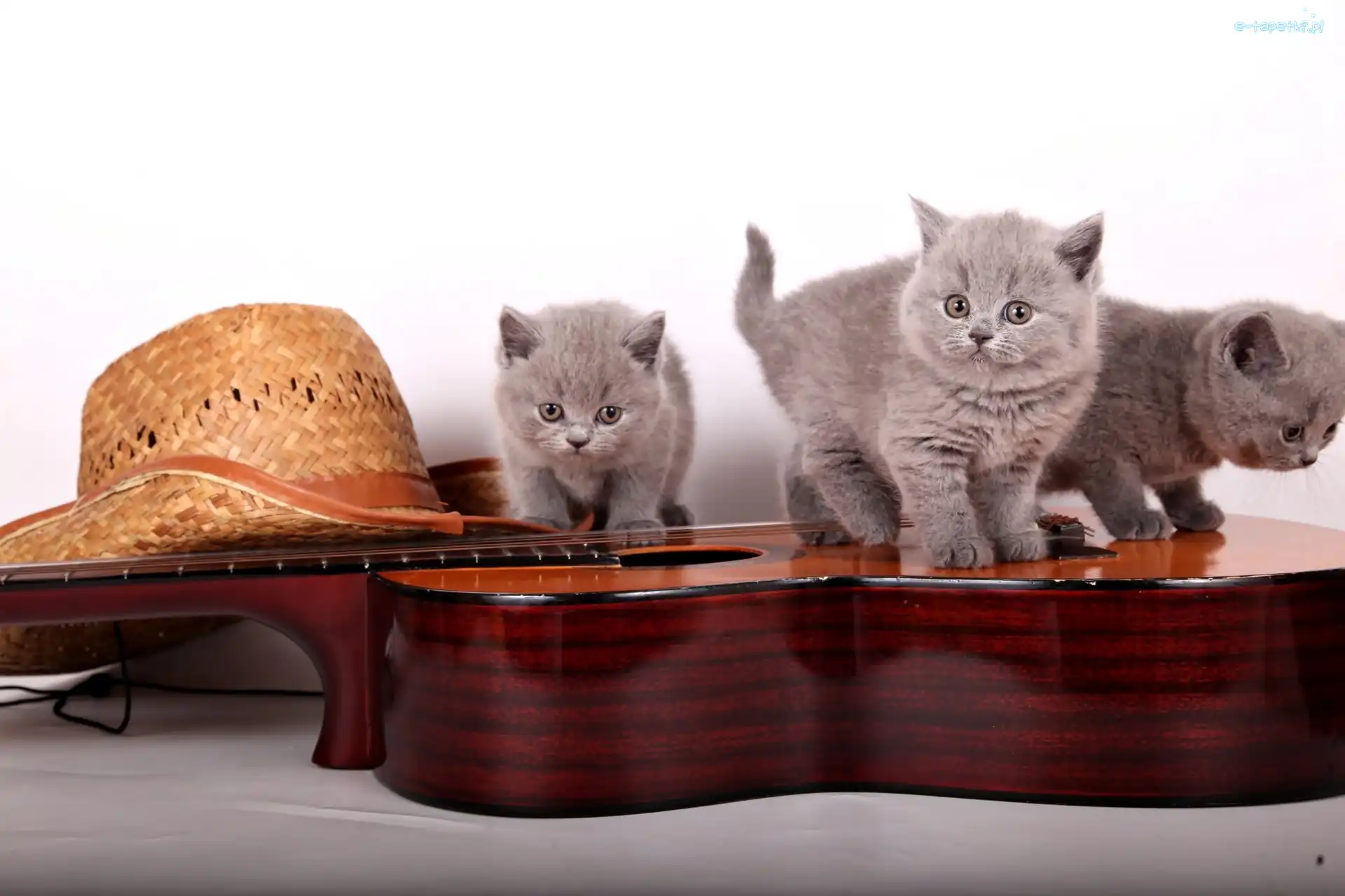 Trzy, Koty brytyjskie, Małe, Kapelusz, Gitara