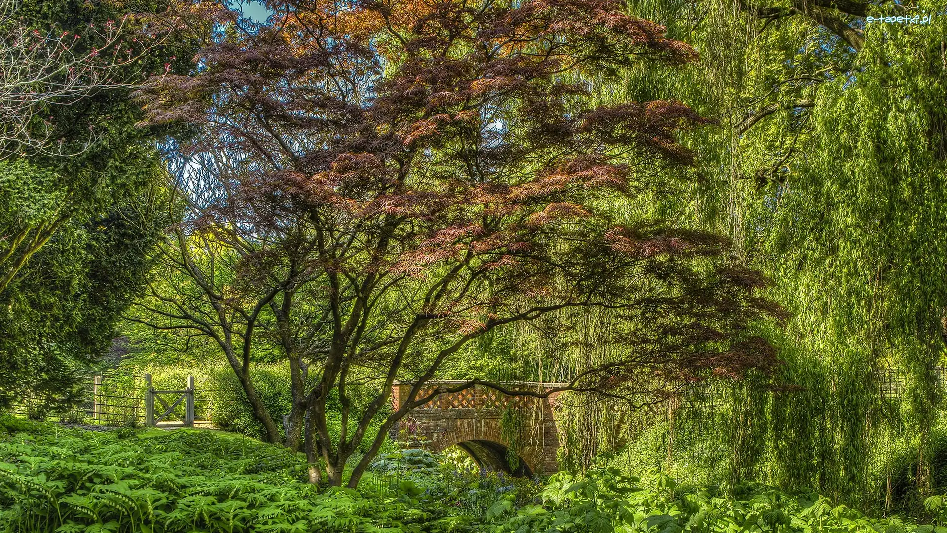 Anglia, Park, Ogród Cottesbrooke Hall, Mostek, Drzewa