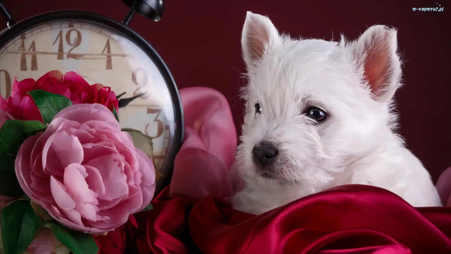 West highland white terrier, Kwiaty, Zegar, Szczeniak
