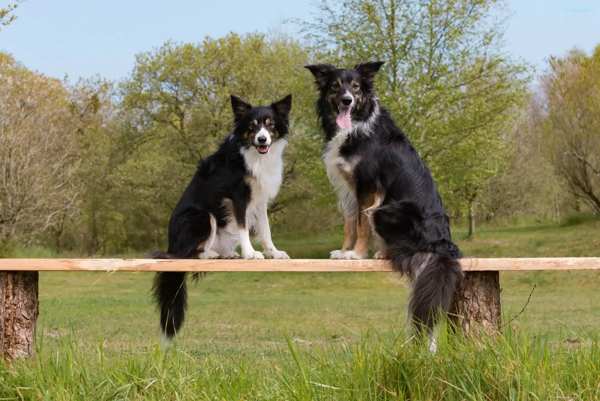 Border collie, Psy, Dwa