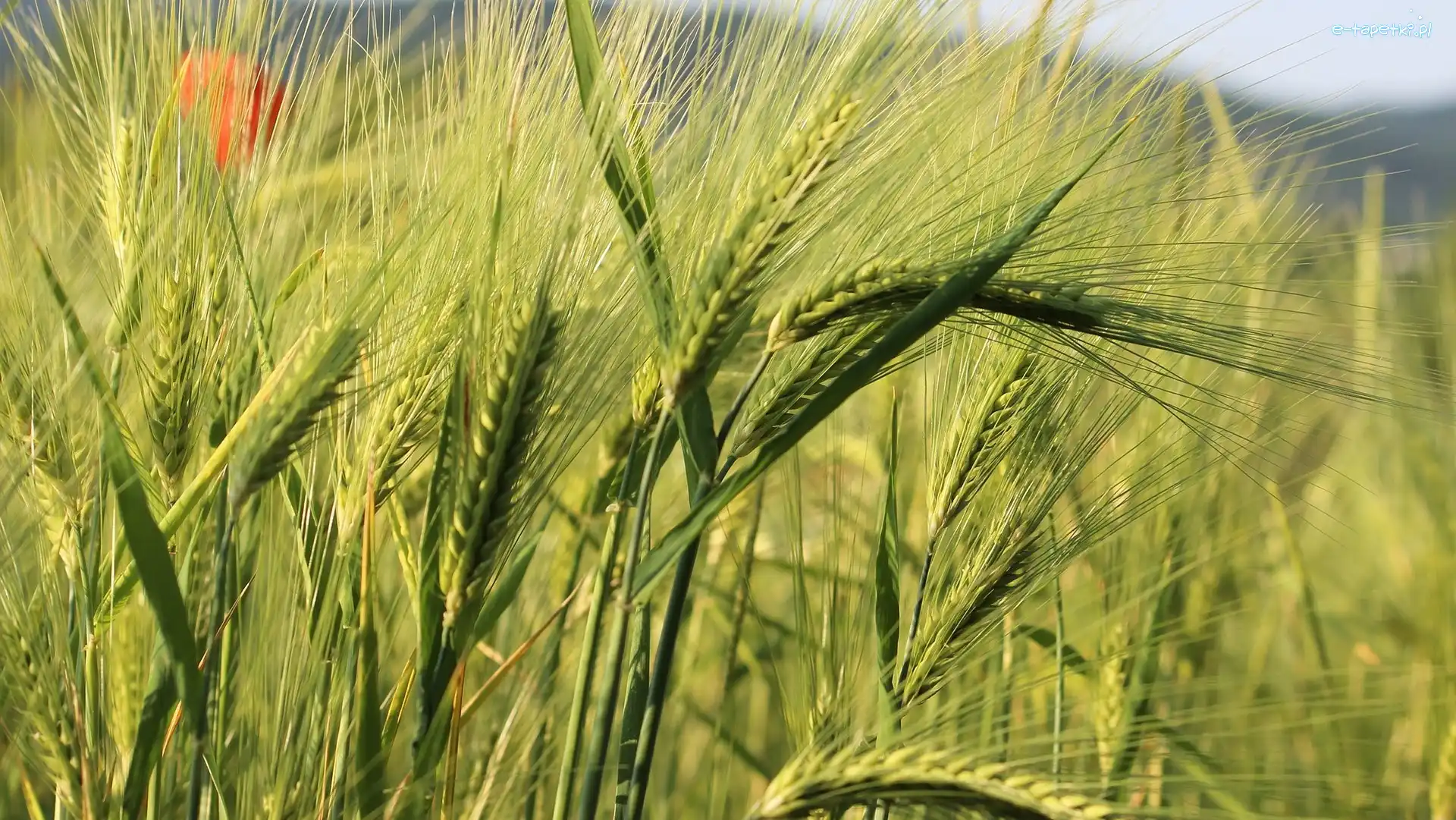 Kłosy, Zboże, Pole