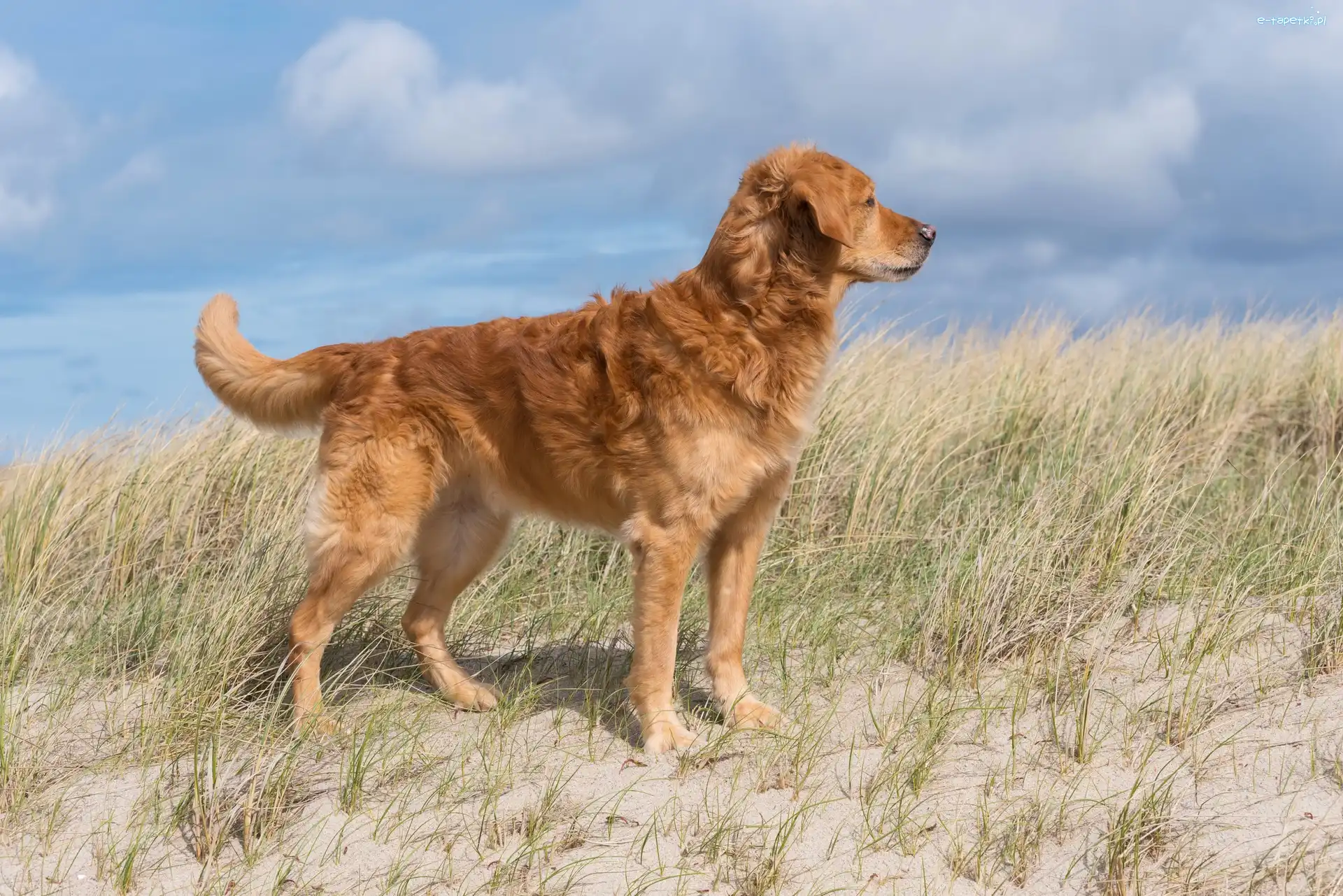 Trawa, Golden retriever, Pies