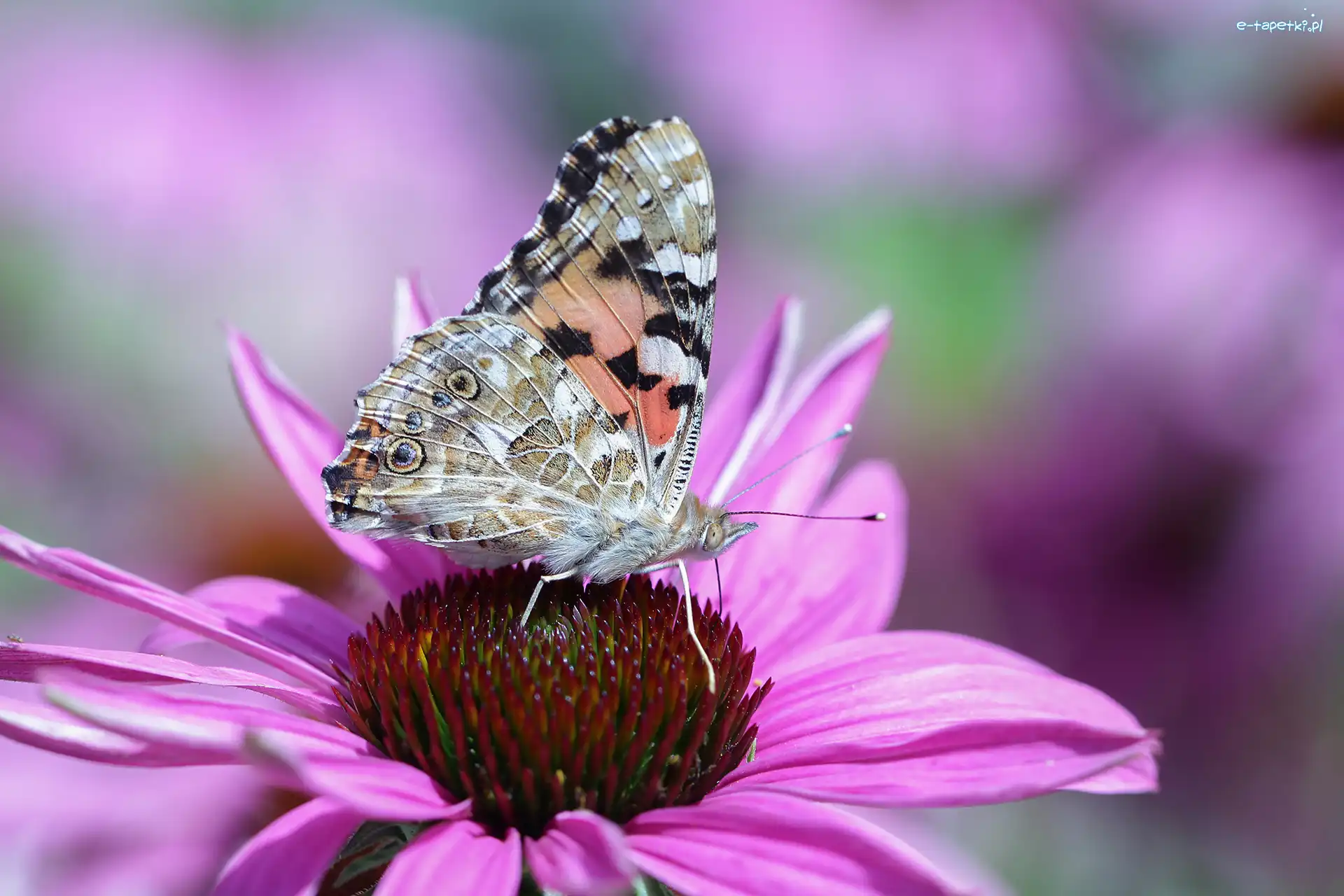 Motyl, Jeżówka, Kwiat, Rusałka osetnik