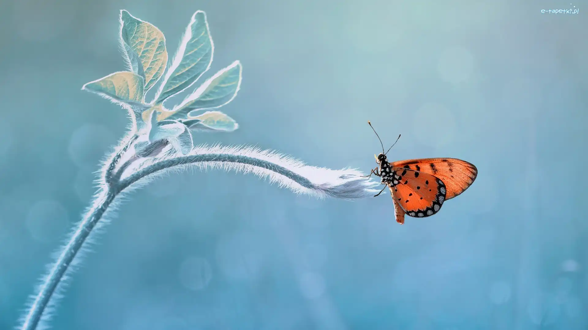 Listki, Łodyga, Motyl