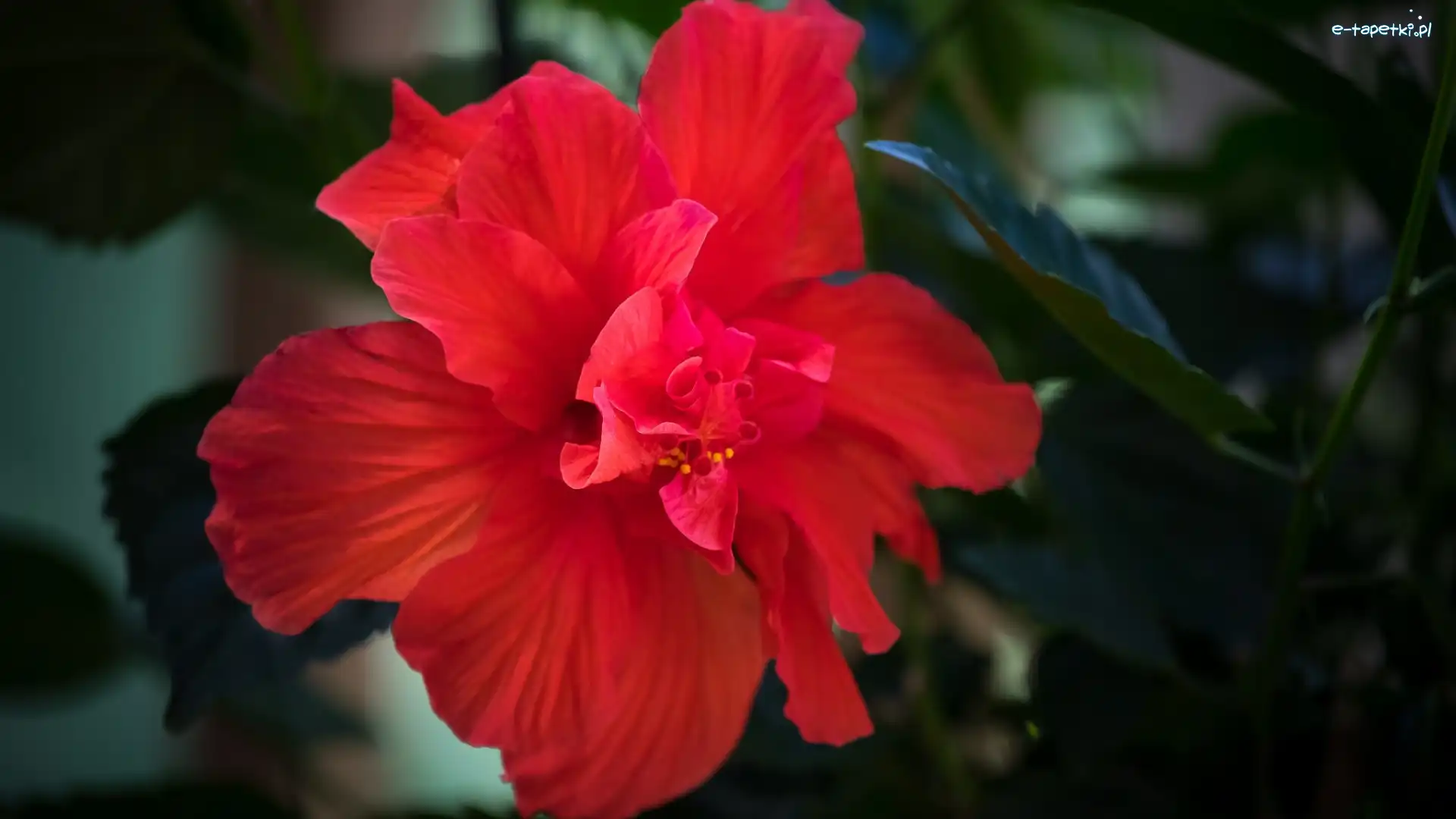Kwiat, Czerwony, Hibiskus, Rozmycie, Liście
