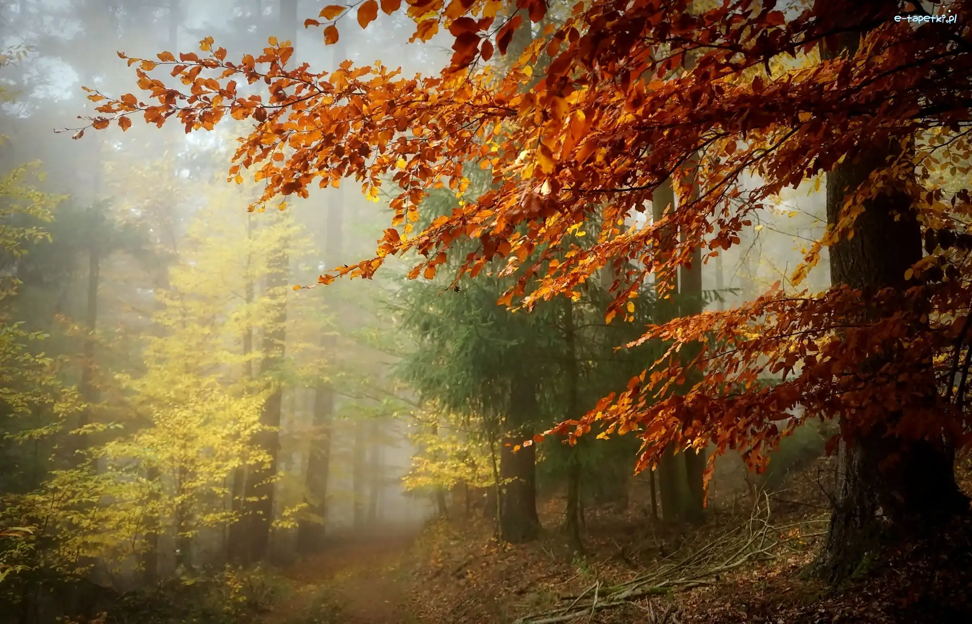 Drzewa, Mgła, Las, Jesień