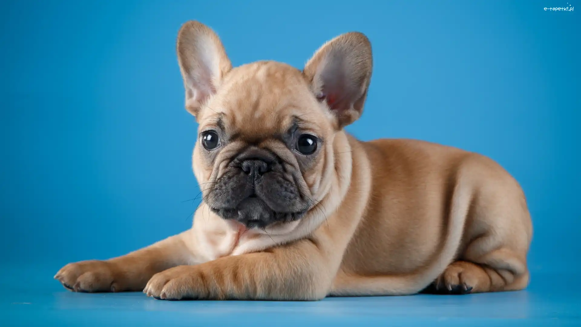 Buldog francuski