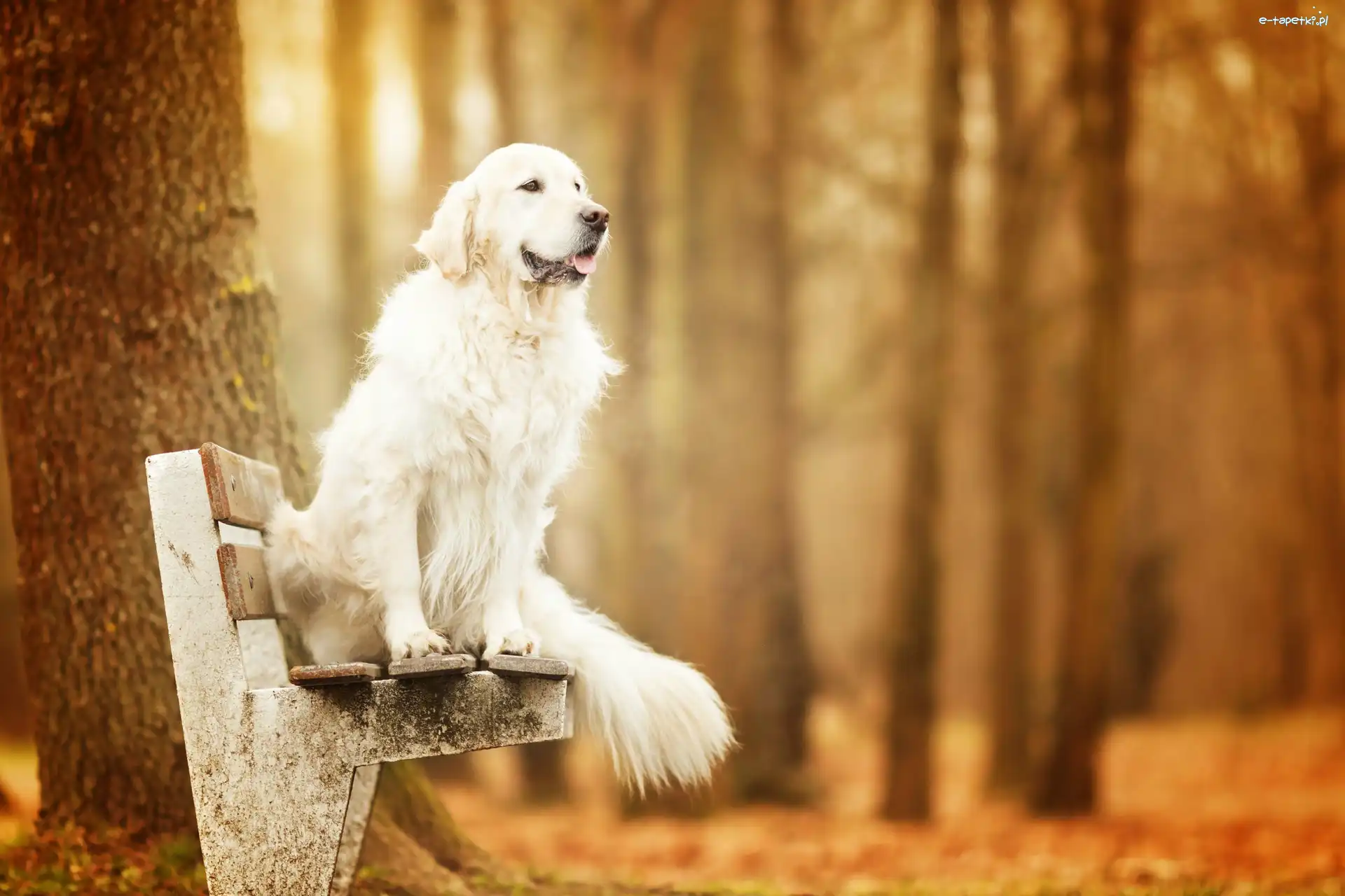 Golden retriever, Drzewo, Ławka, Pies