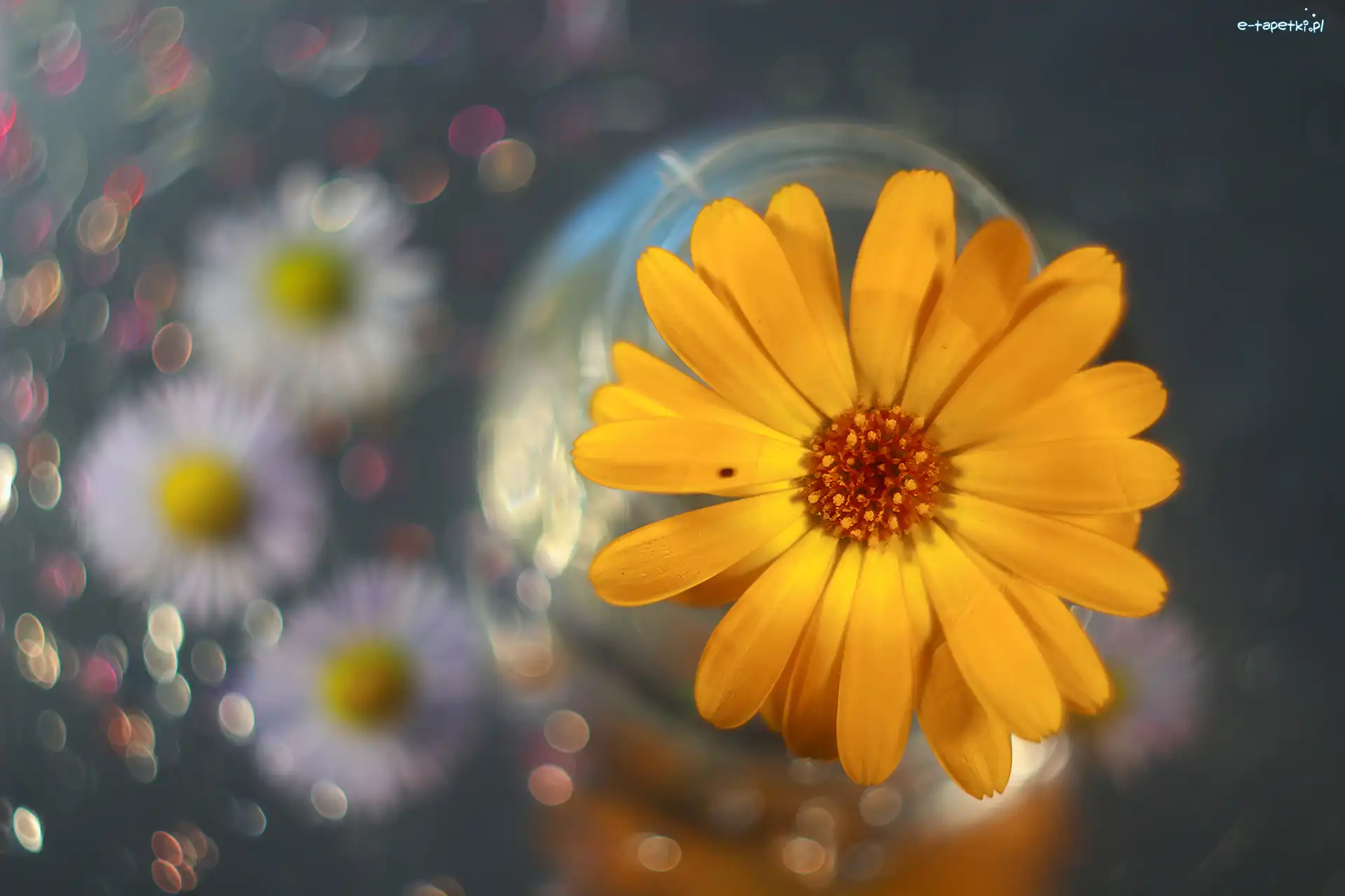 Nagietek, Kwiat, Żółty, Bokeh, Kolorowy