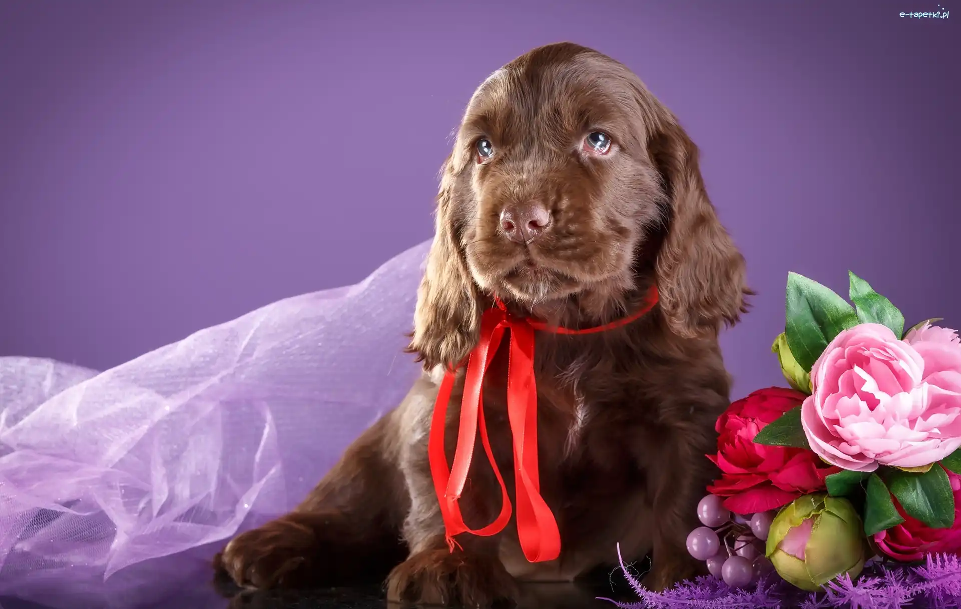 Cocker spaniel, Czerwona wstążka, Kwiatki, Szczeniak