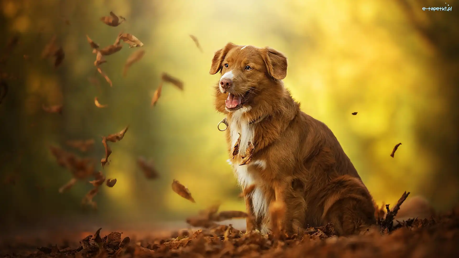 Liście, Retriever z nowej Szkocji, Pies