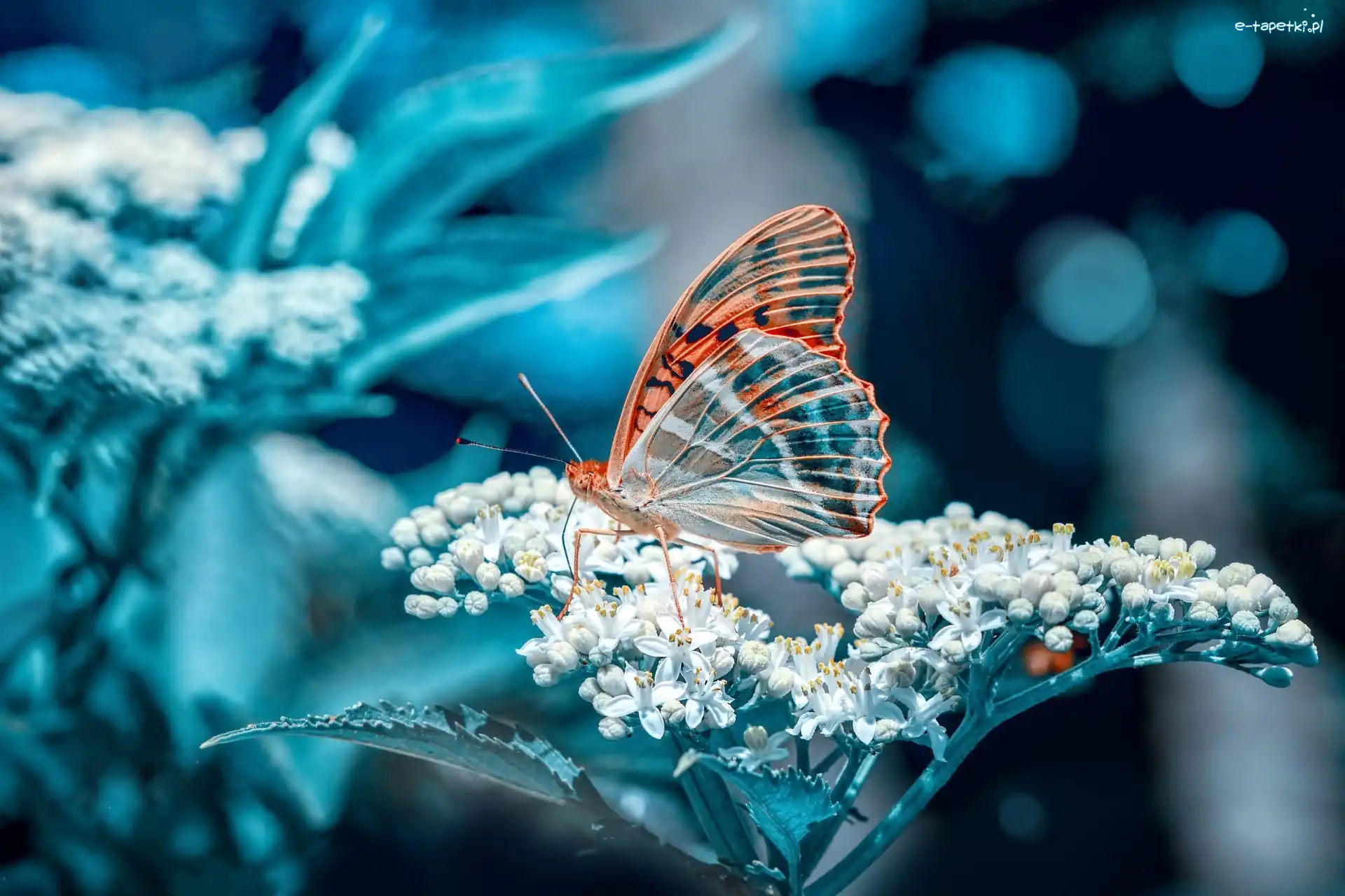 Motyl, Kwiat