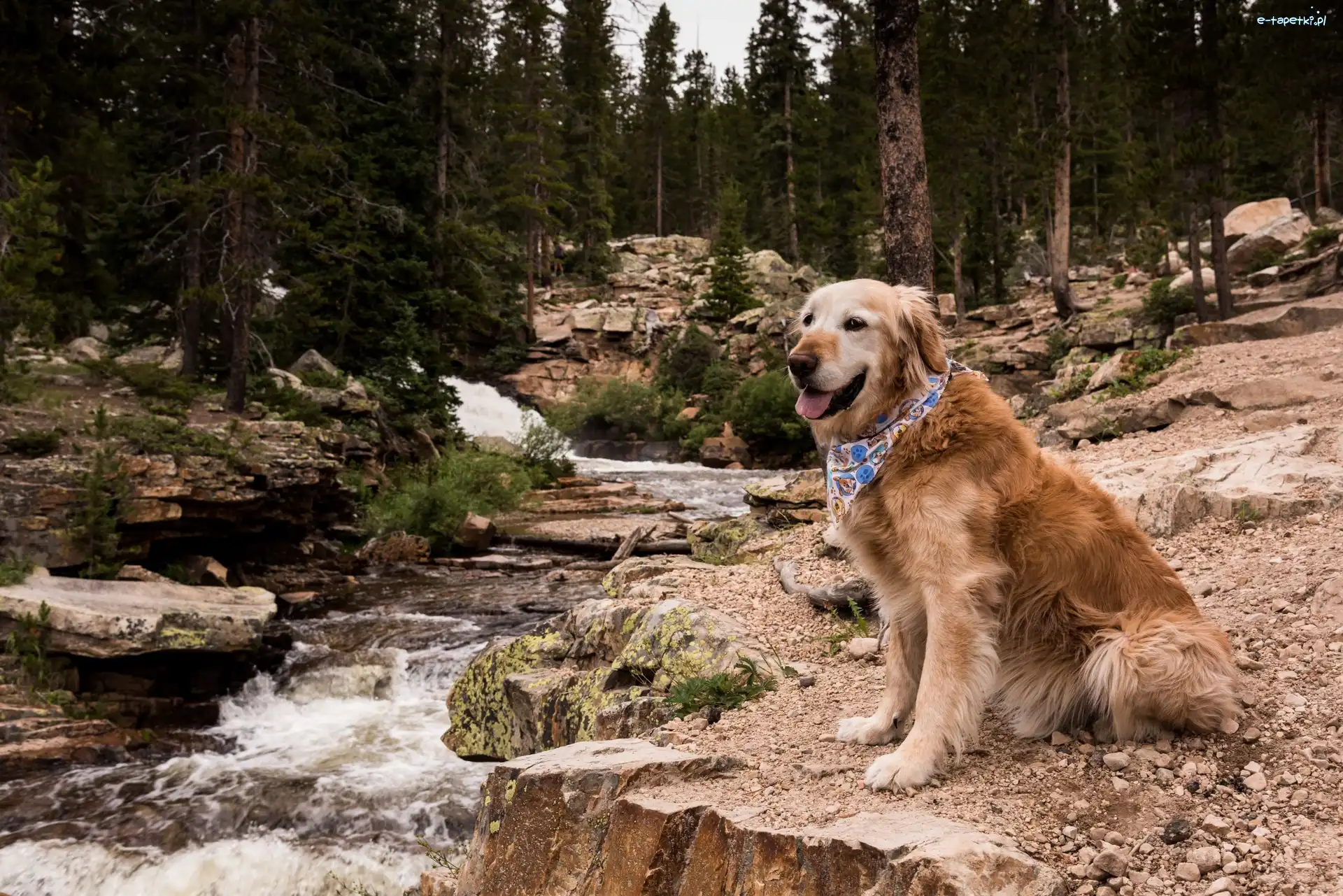 Las, Rzeka, Kamienie, Drzewa, Golden retriever, Pies