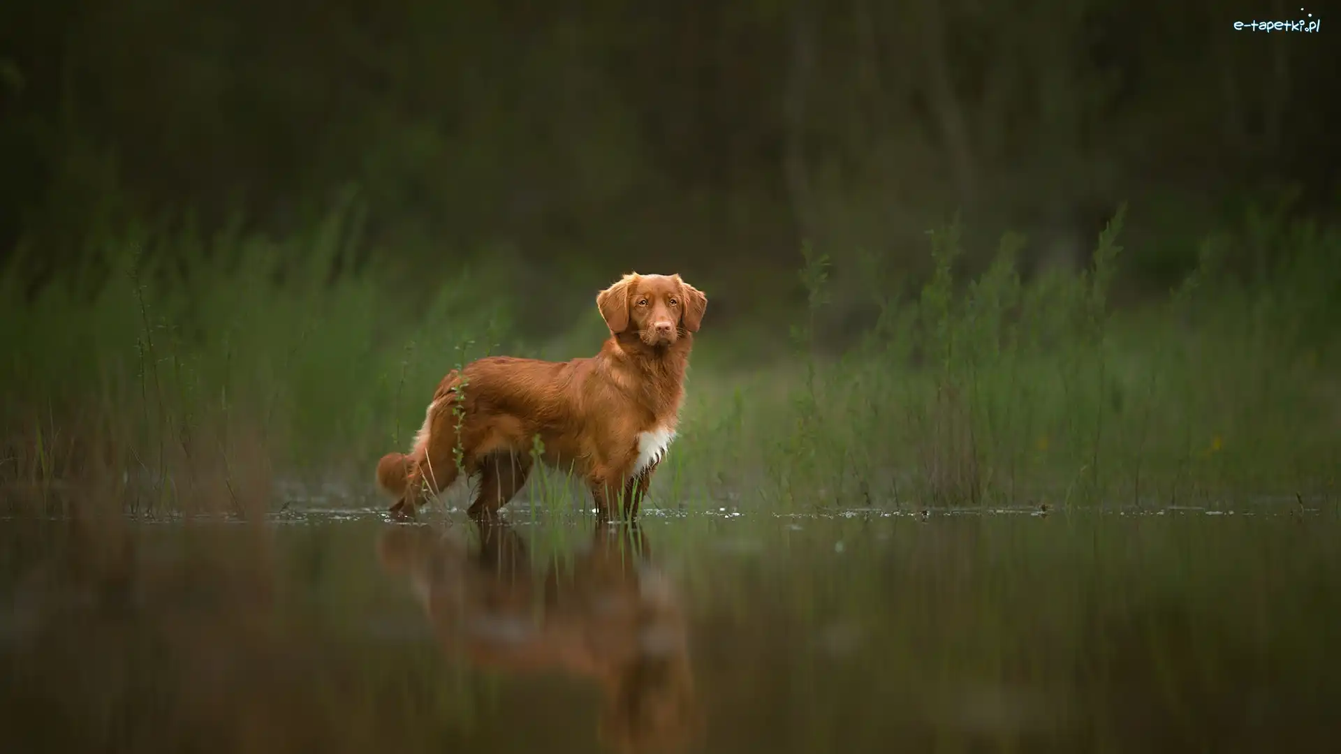 Retriever z Nowej Szkocji, Zarośla, Woda, Pies
