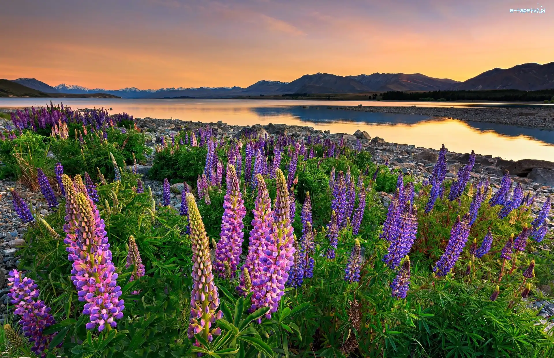 Kamienie, Łubin, Zachód słońca, Wzgórza, Jezioro Tekapo, Nowa Zelandia