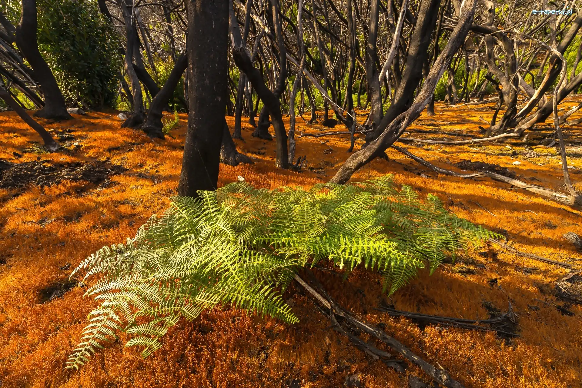 Wyspy Kanaryjskie, Park Narodowy Garajonay, Wyspa La Gomera, Paproć, Las