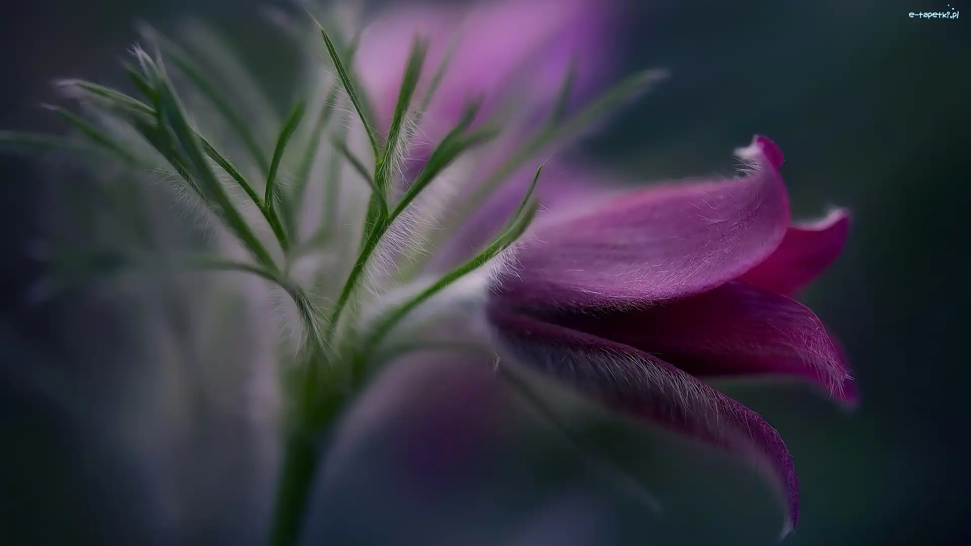 Zbliżenie, Sasanka zwyczajna, Purpurowa