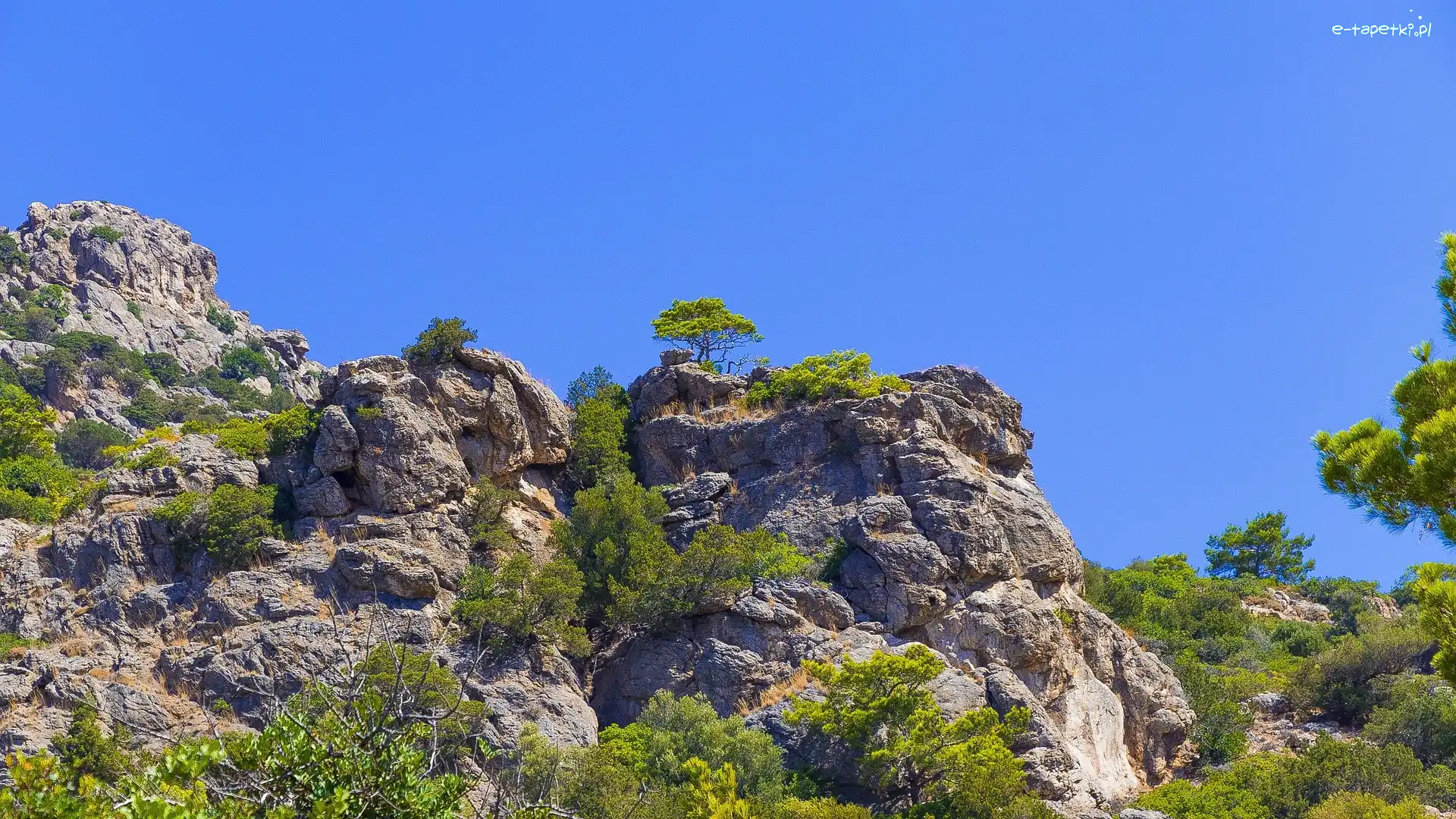 Roślinność, Krzewy, Drzewa, Skały