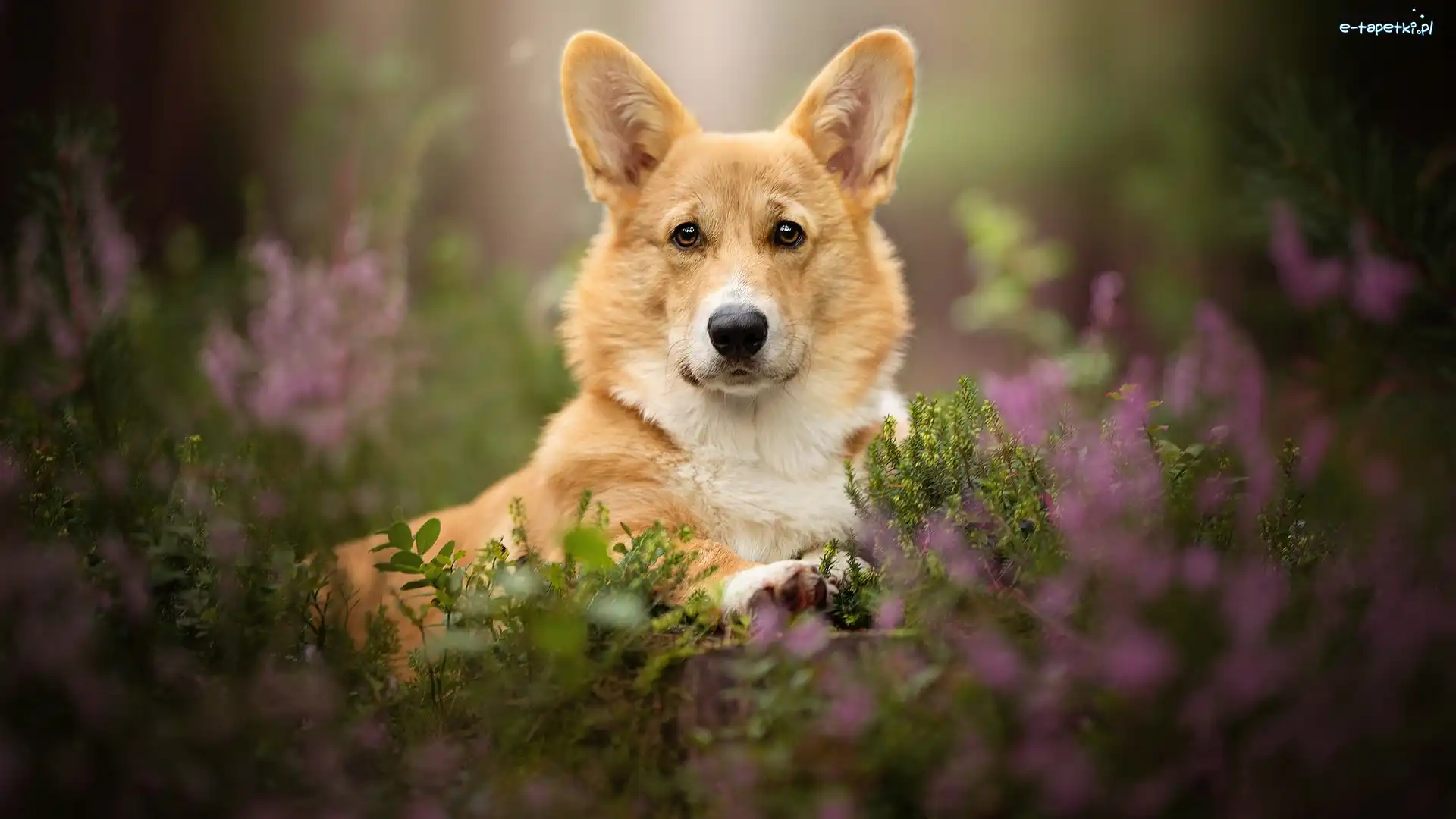 Welsh corgi pembroke, Rośliny, Mordka, Pies