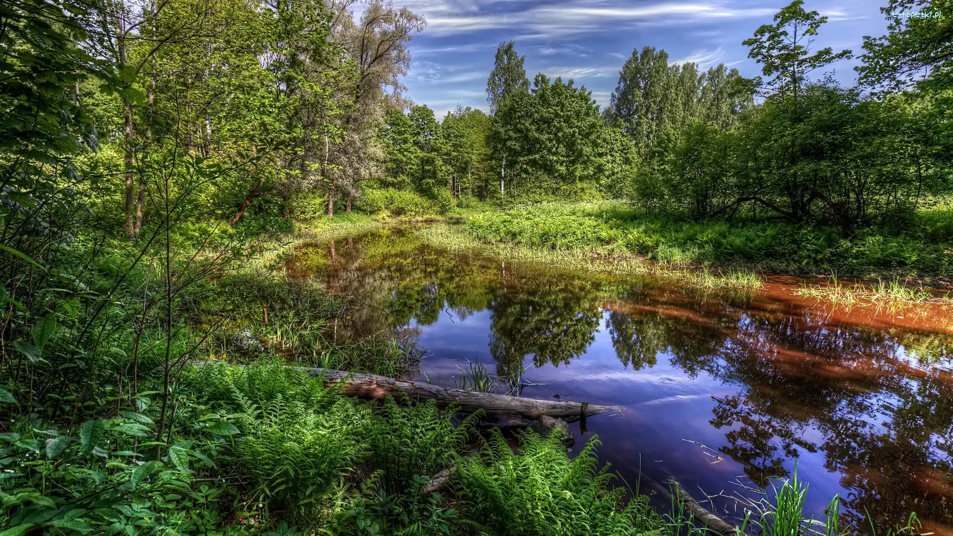 Rzeka Newa, Park, Drzewa, Roślinność, Petersburg, Rosja