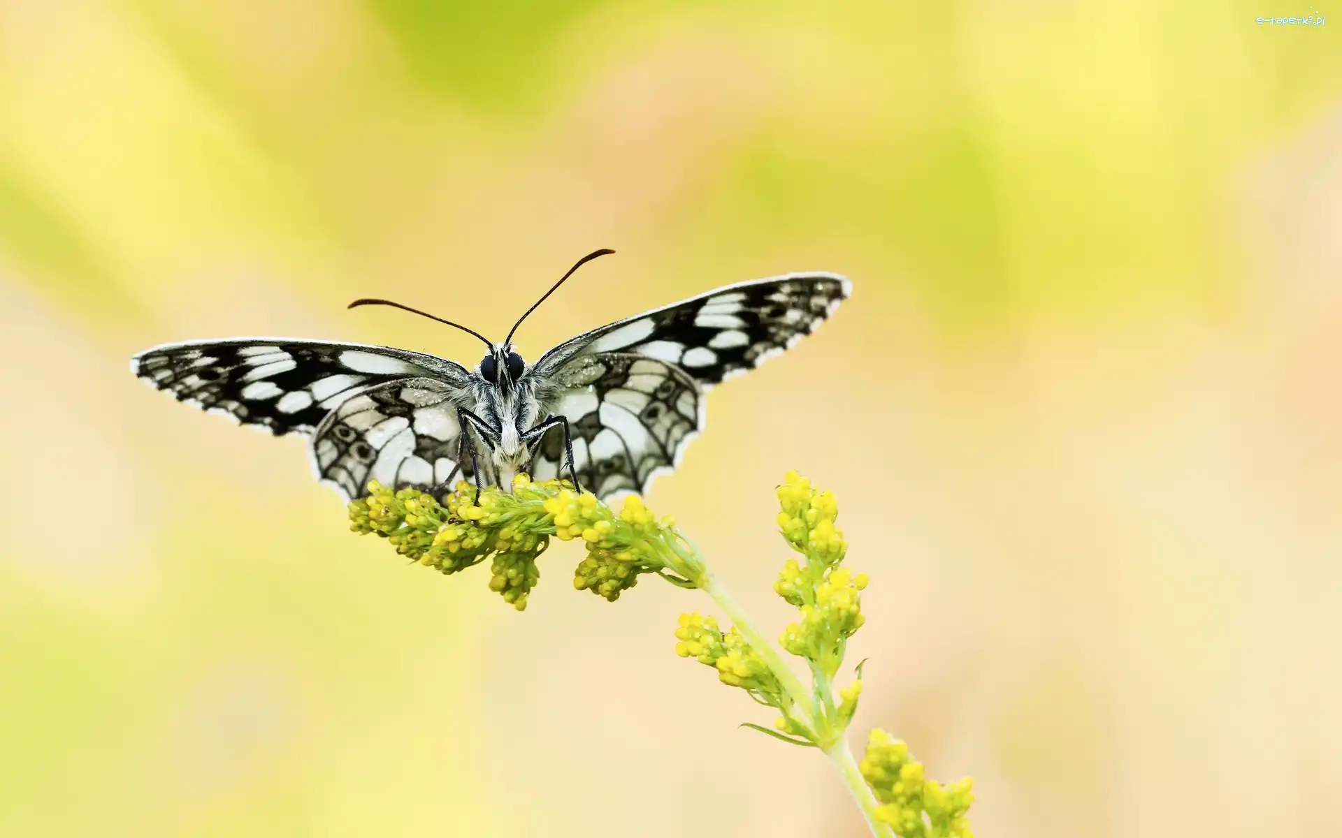 Polowiec szachownica, Kwiat, Żółty, Motyl