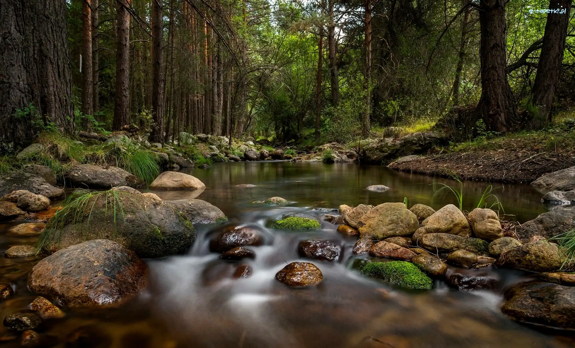 Drzewa, Kamienie, Rzeka, Las