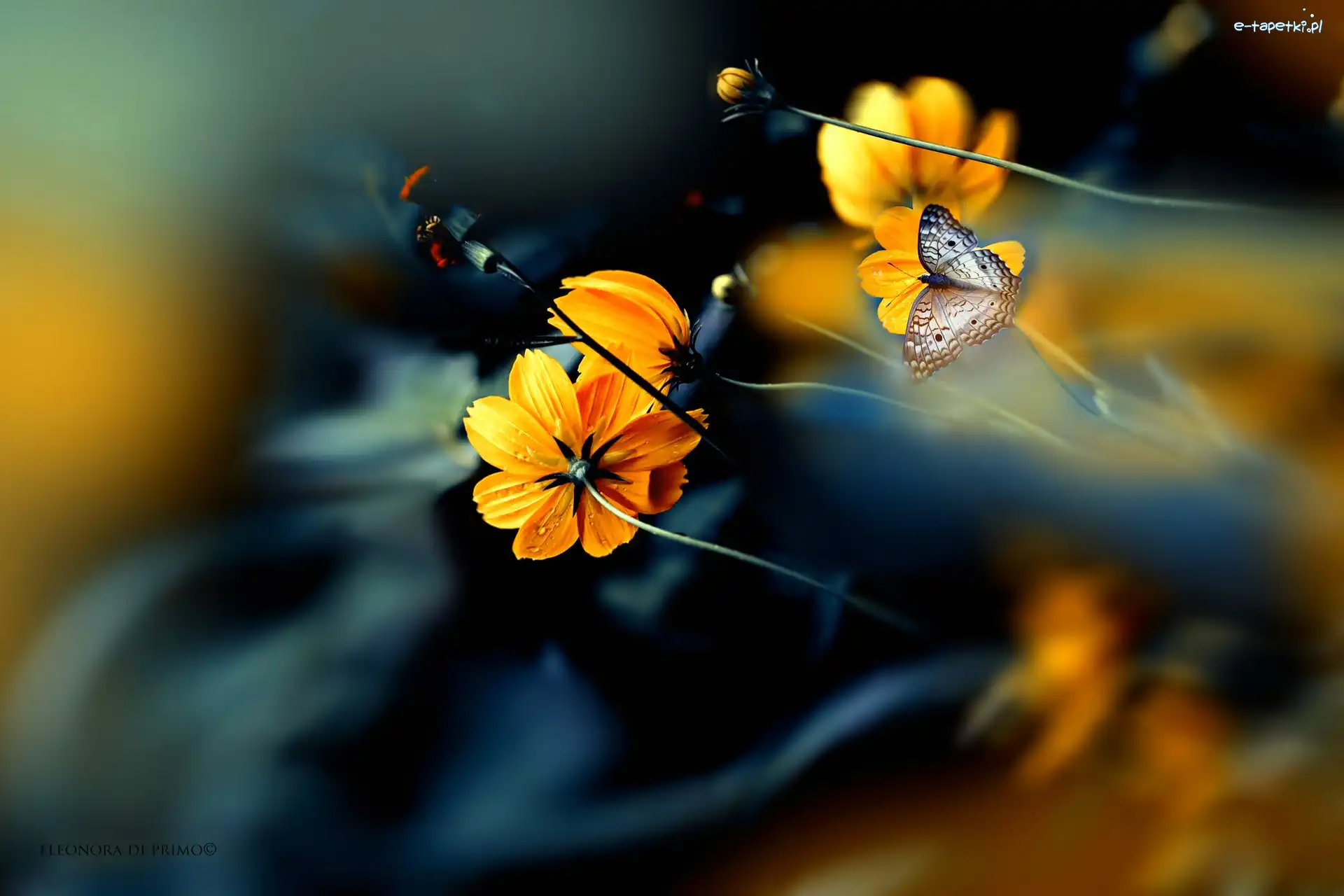 Kosmea, Anartia jatrophae, Motyl, Kwiaty