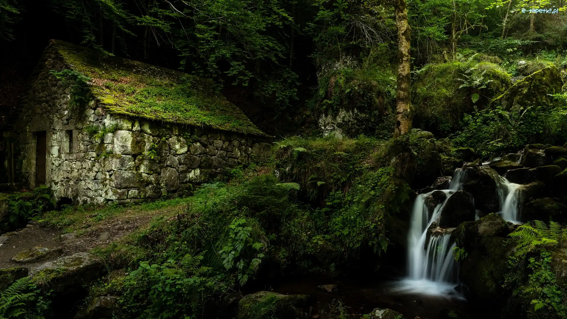 Roślinność, Młyn wodny Moulin de Chambeuil, Las, Strumyk, Gmina Laveissière, Francja