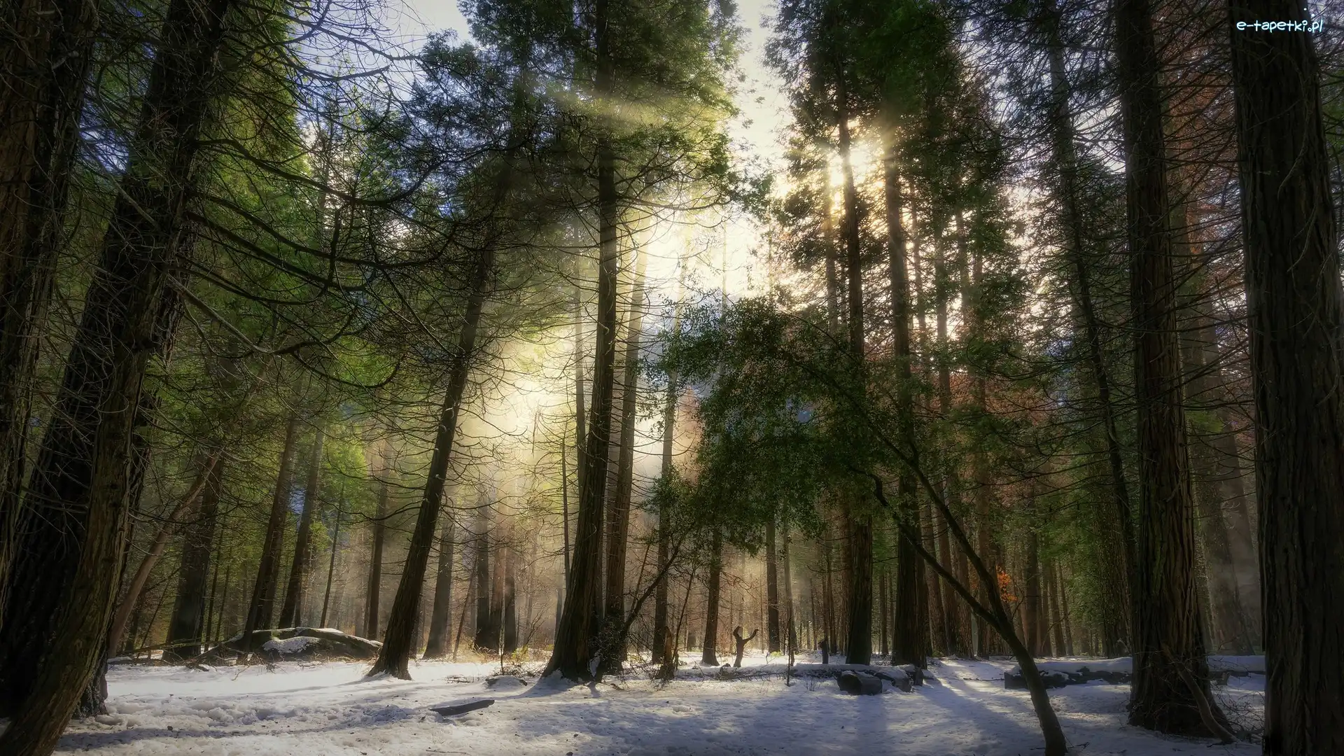 Promienie słońca, Park Narodowy Yosemite, Las, Stan Kalifornia, Stany Zjednoczone, Śnieg, Drzewa